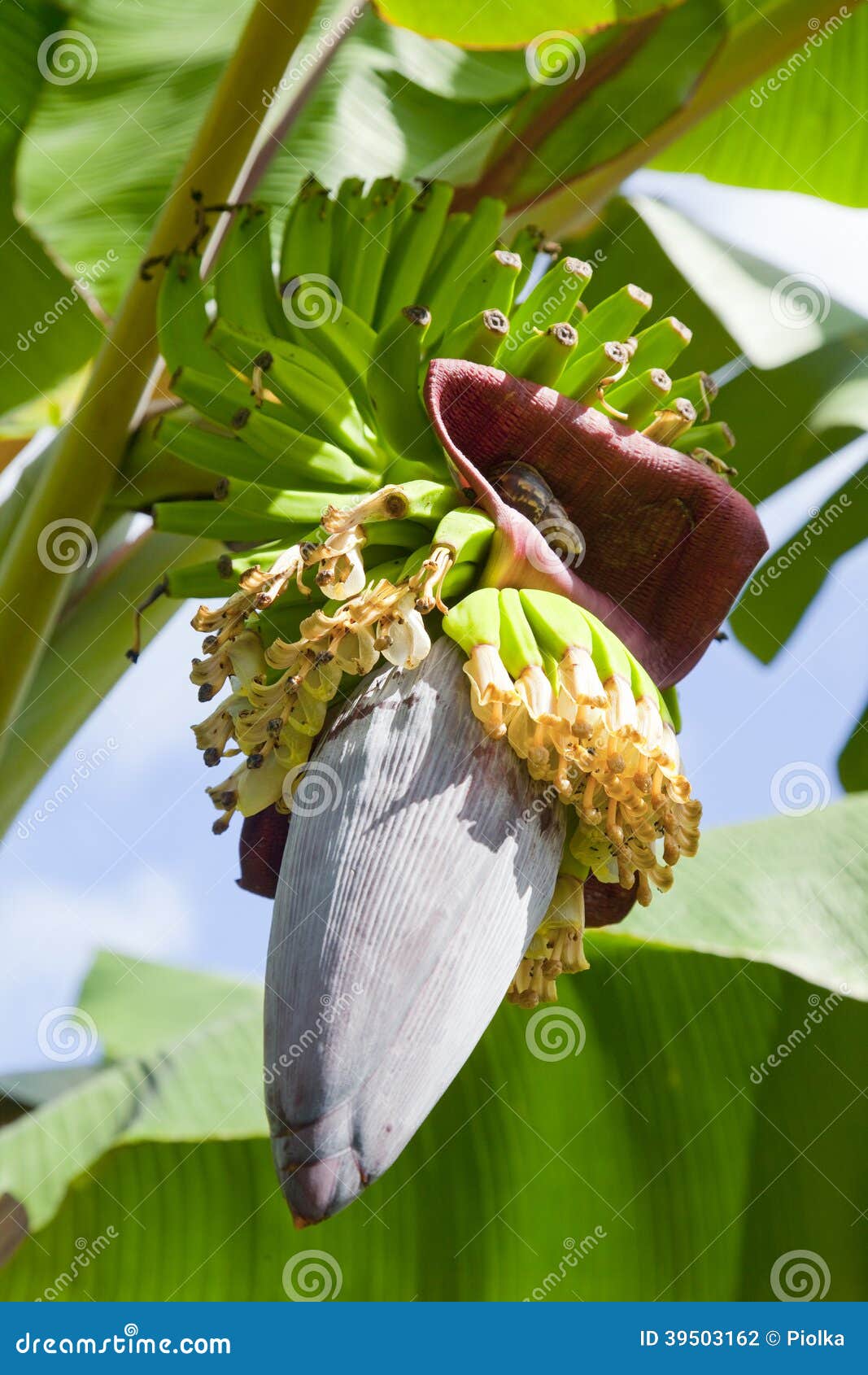 Banana Blossom And Fruits Stock Photography 39503162
