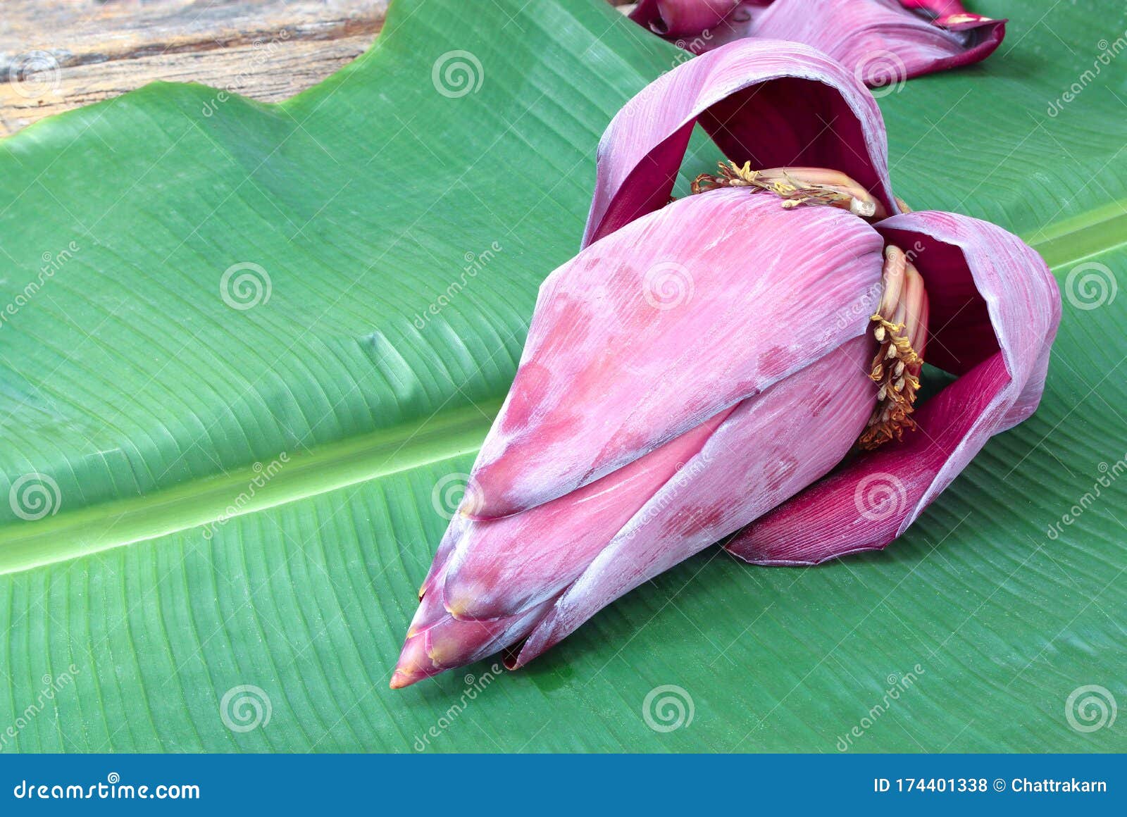Banana Blossom on Green Banana Leaf. Stock Photo Image of herb, green
