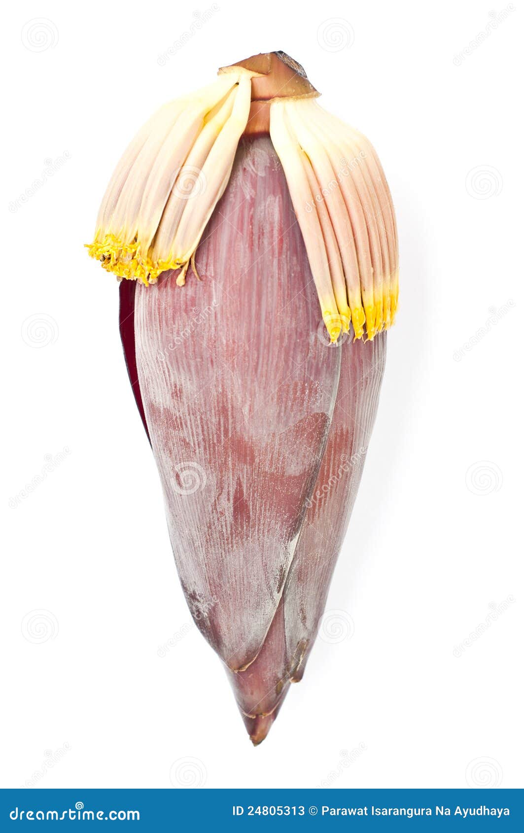 Banana blossom isolated. stock image. Image of food, green 24805313