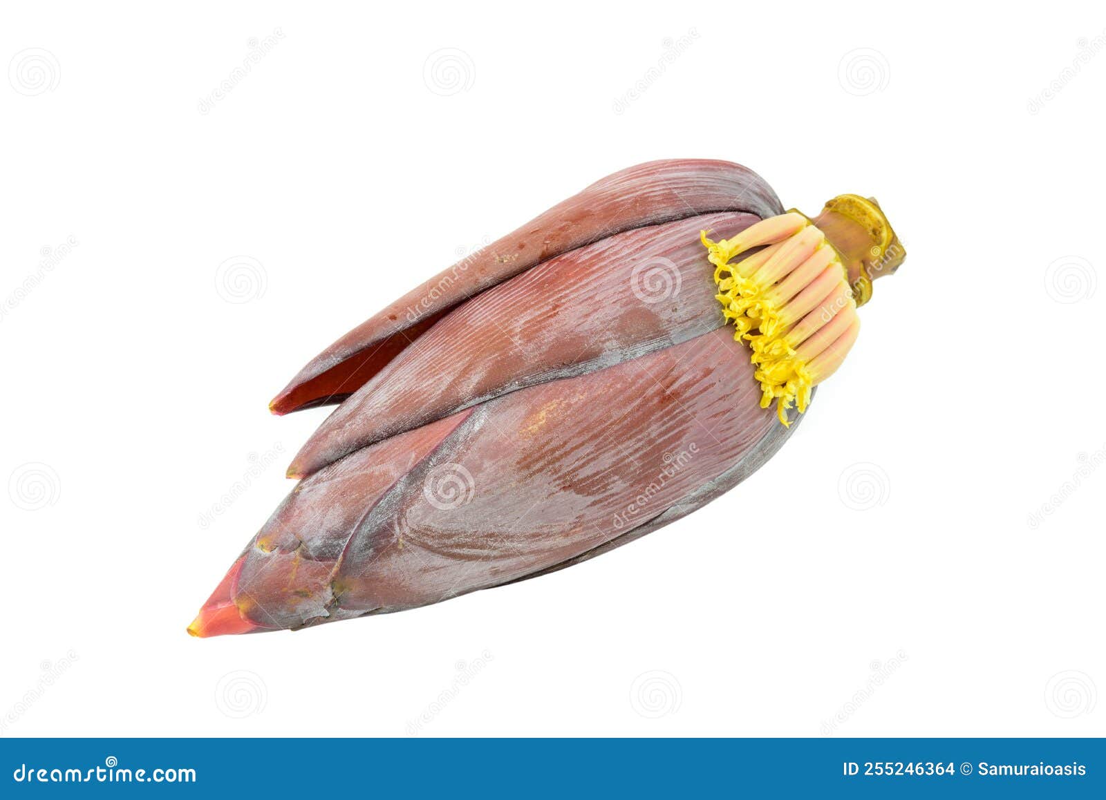 Banana Blossom Isolated on White Background Stock Photo Image of