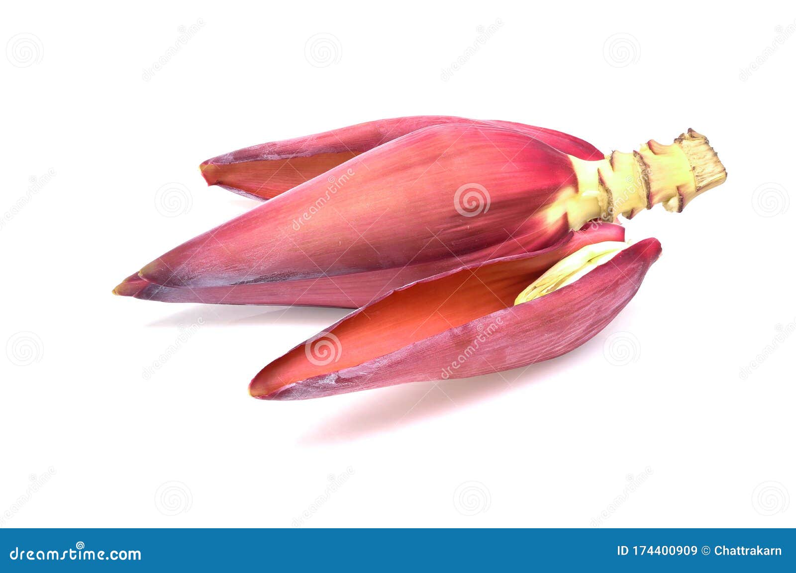 Banana Blossom Isolated on White Background. Stock Image Image of