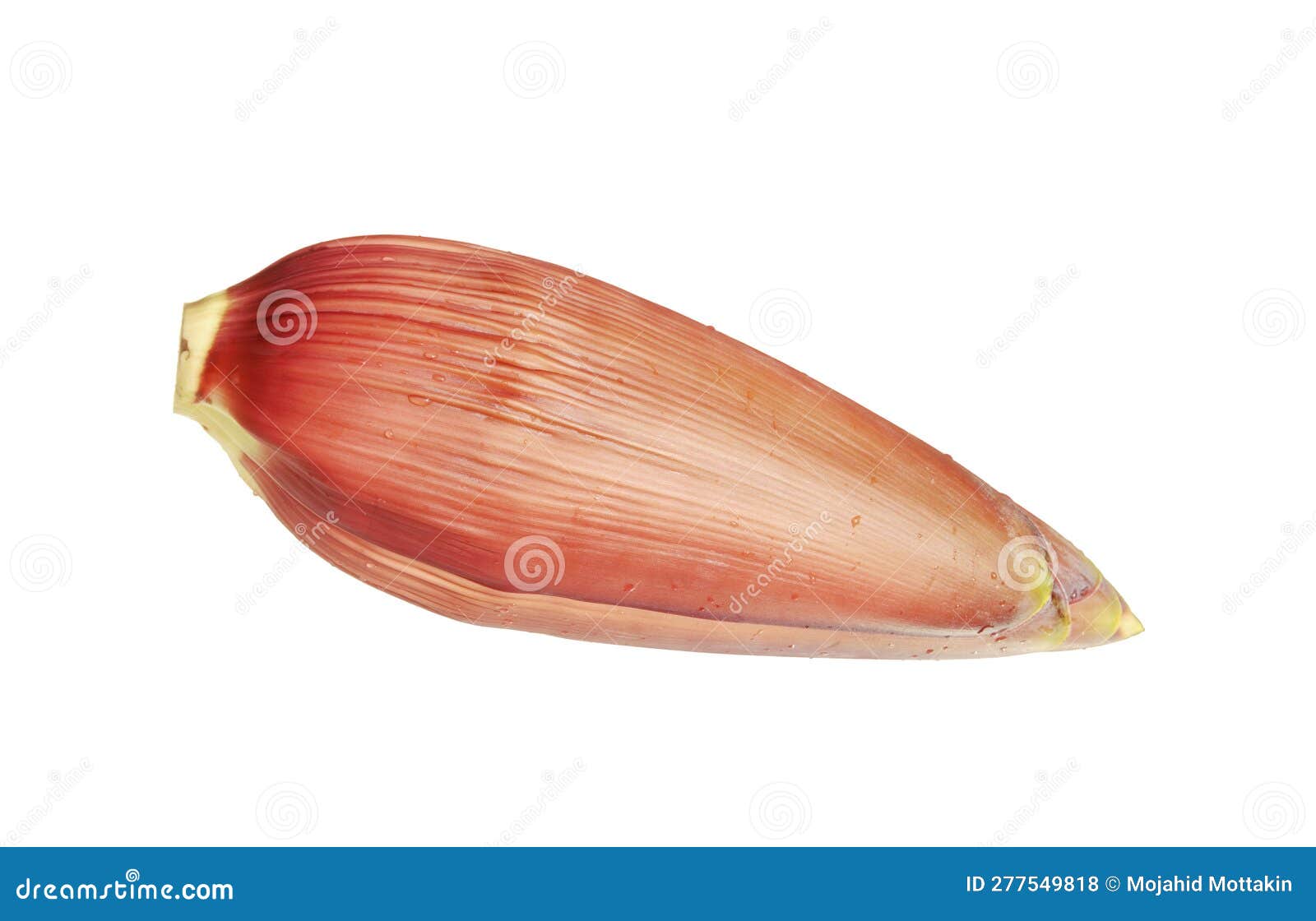 Banana Blossom Isolated on White Background Stock Photo Image of food