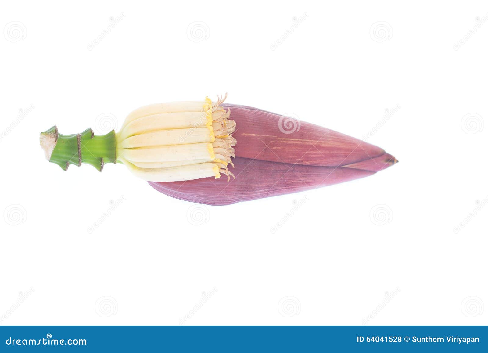 Banana Blossom Isolated on White Stock Photo Image of acuminata