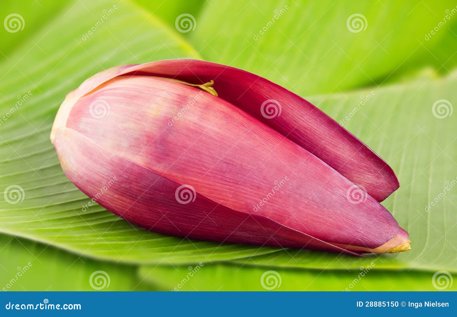 Banana blossom on leaves stock photo. Image of ingredient 28885150