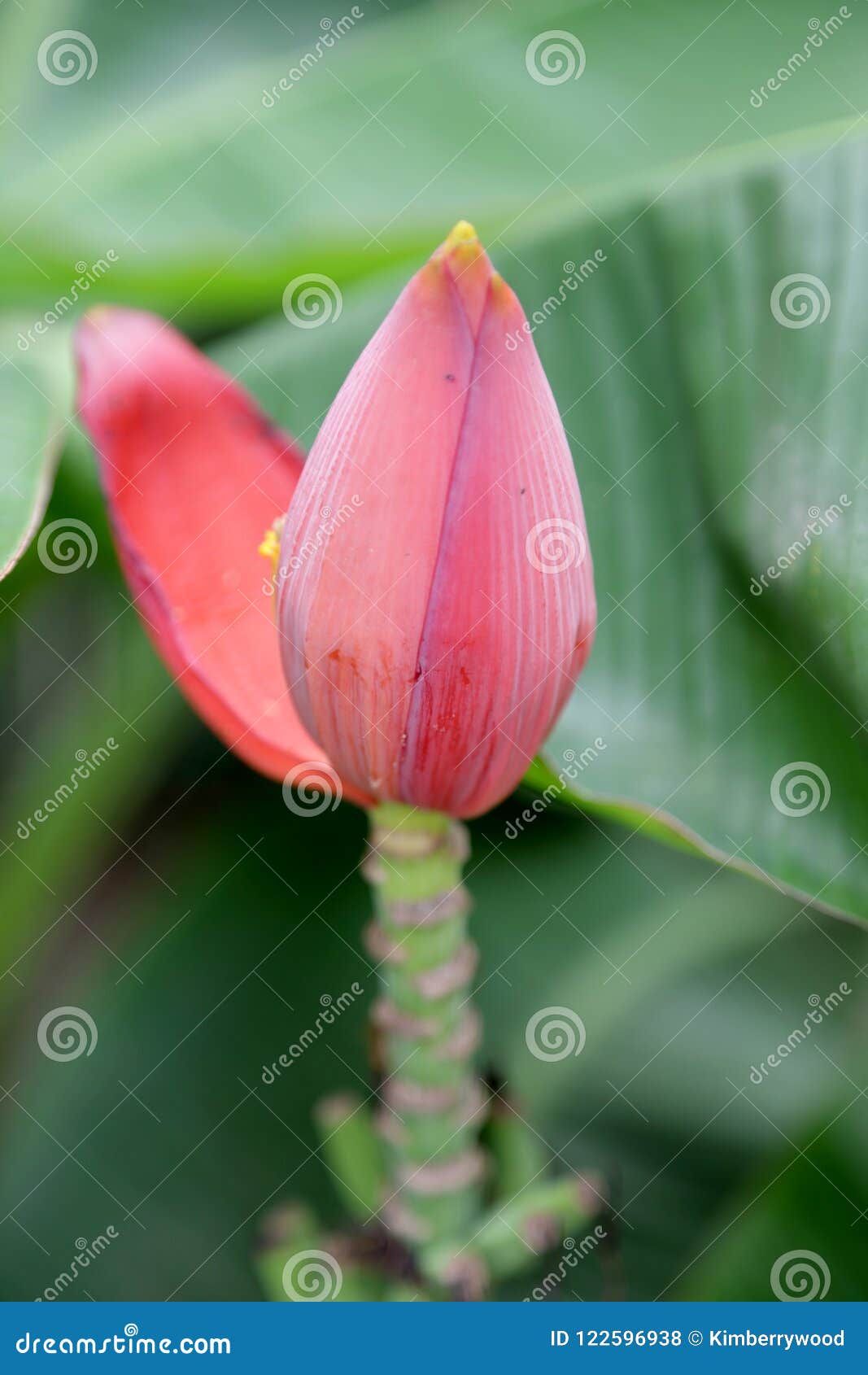 Banana Blossom stock photo. Image of exotique, rose 122596938