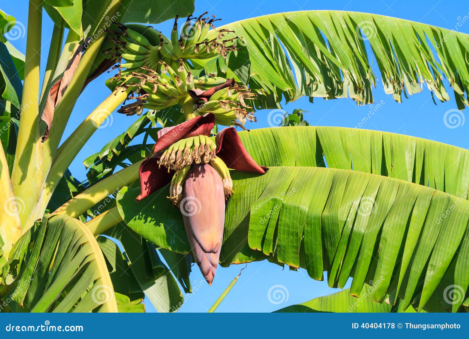 Banana blossom stock photo. Image of lush, garden, blue 40404178