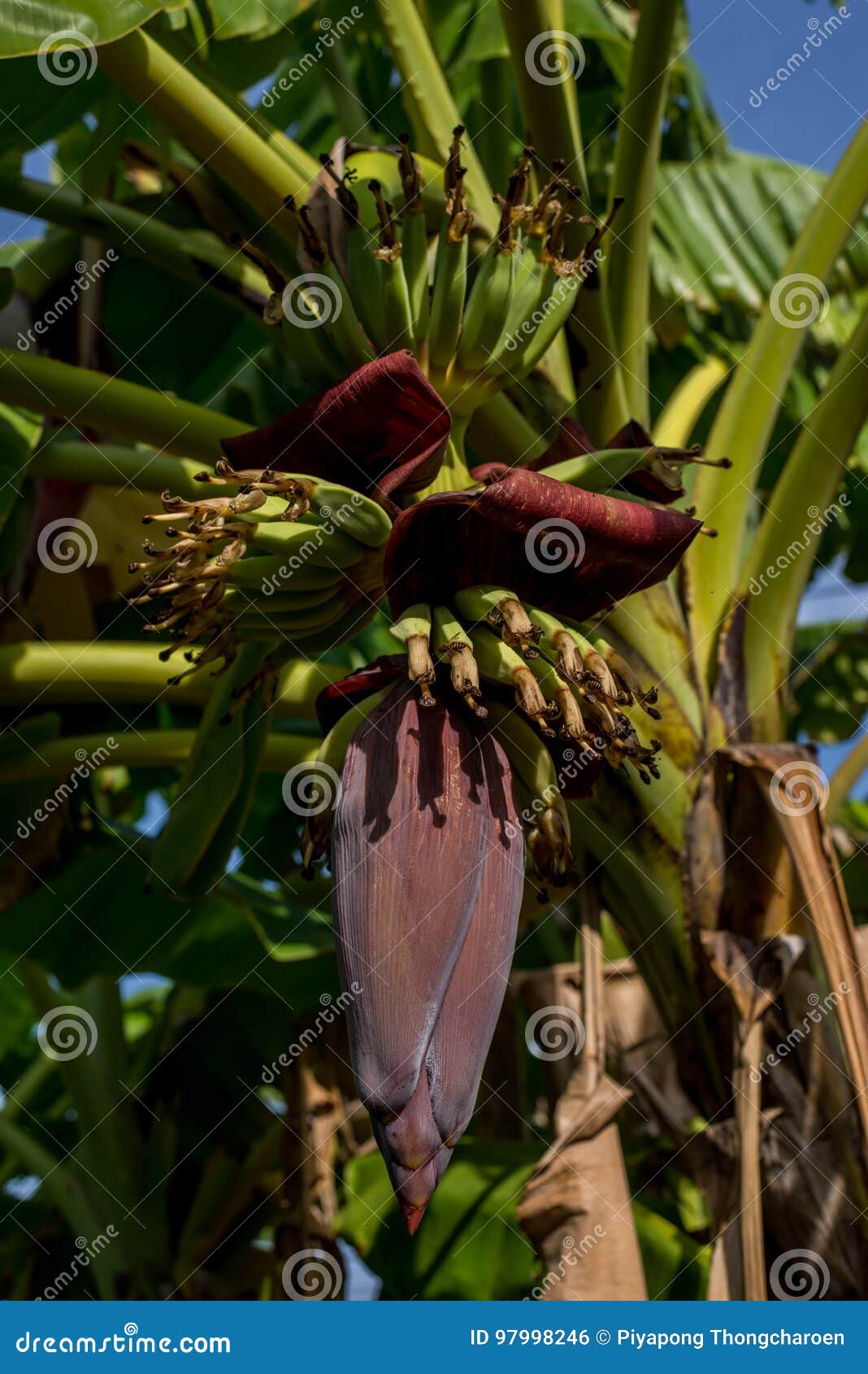Banana blossom on the tree stock photo. Image of green 97998246