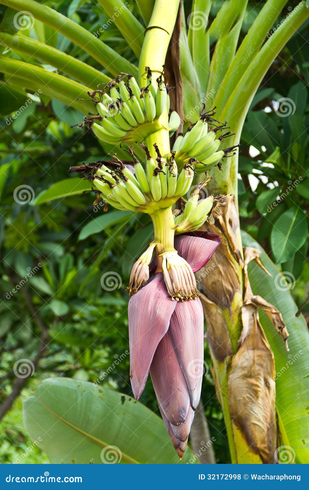 Banana blossom stock photo. Image of banana, food, tree 32172998