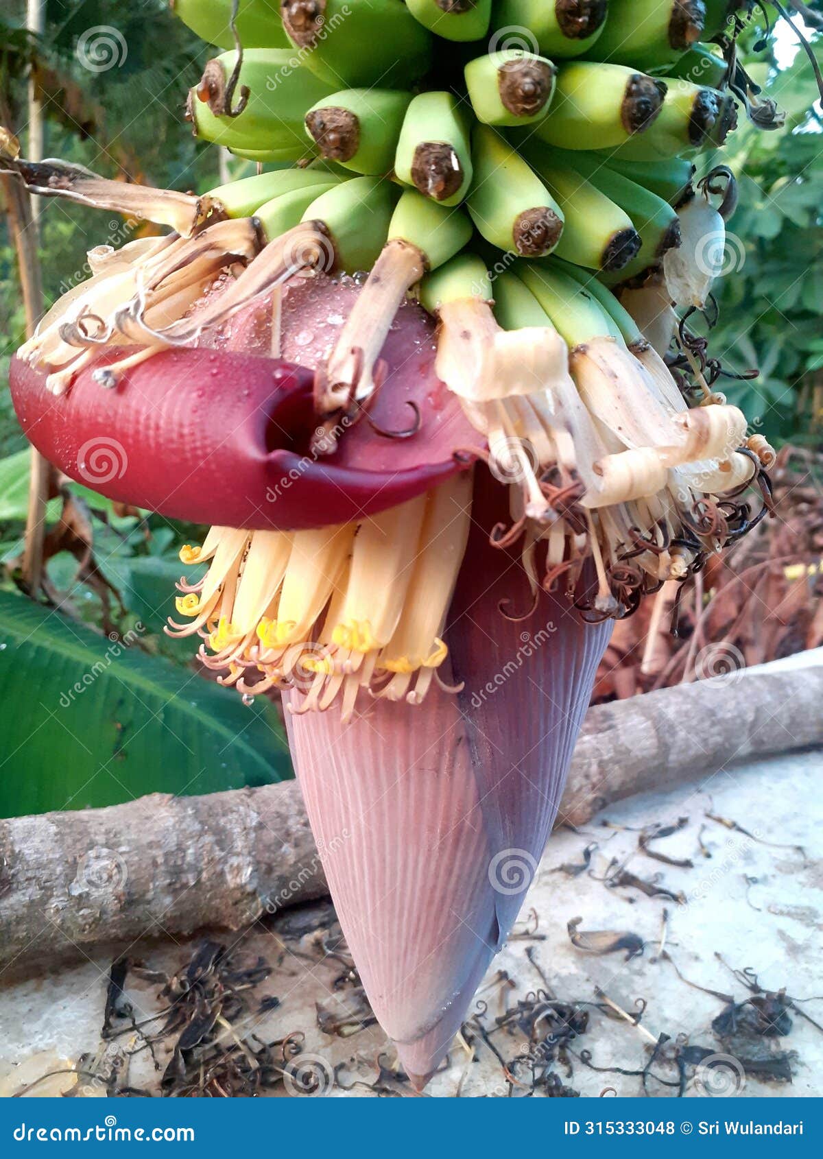 banana blossom. it is usually used for various types of cooking, some make it into shredded meat