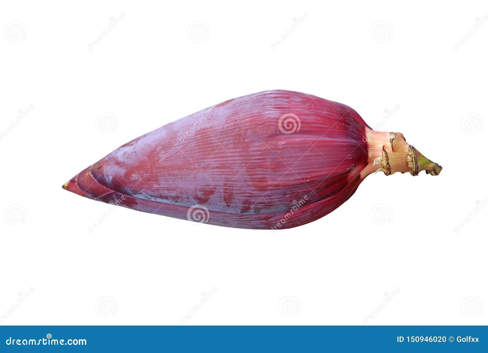 Banana Blossom on White Background Stock Photo Image of flora, flower