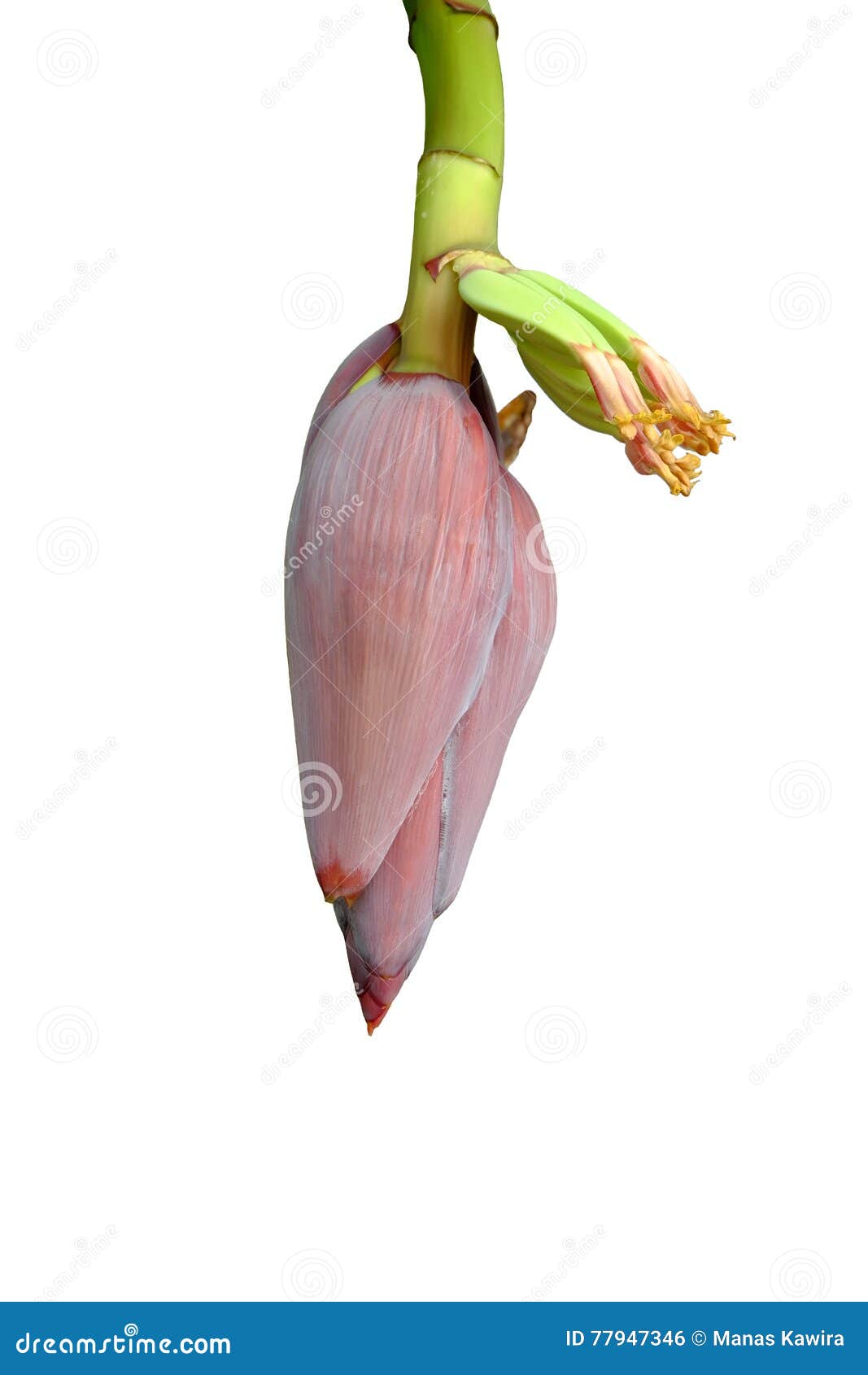 Banana Blossom From A Banana Tree On The Green Leaf. Banana Flower Is