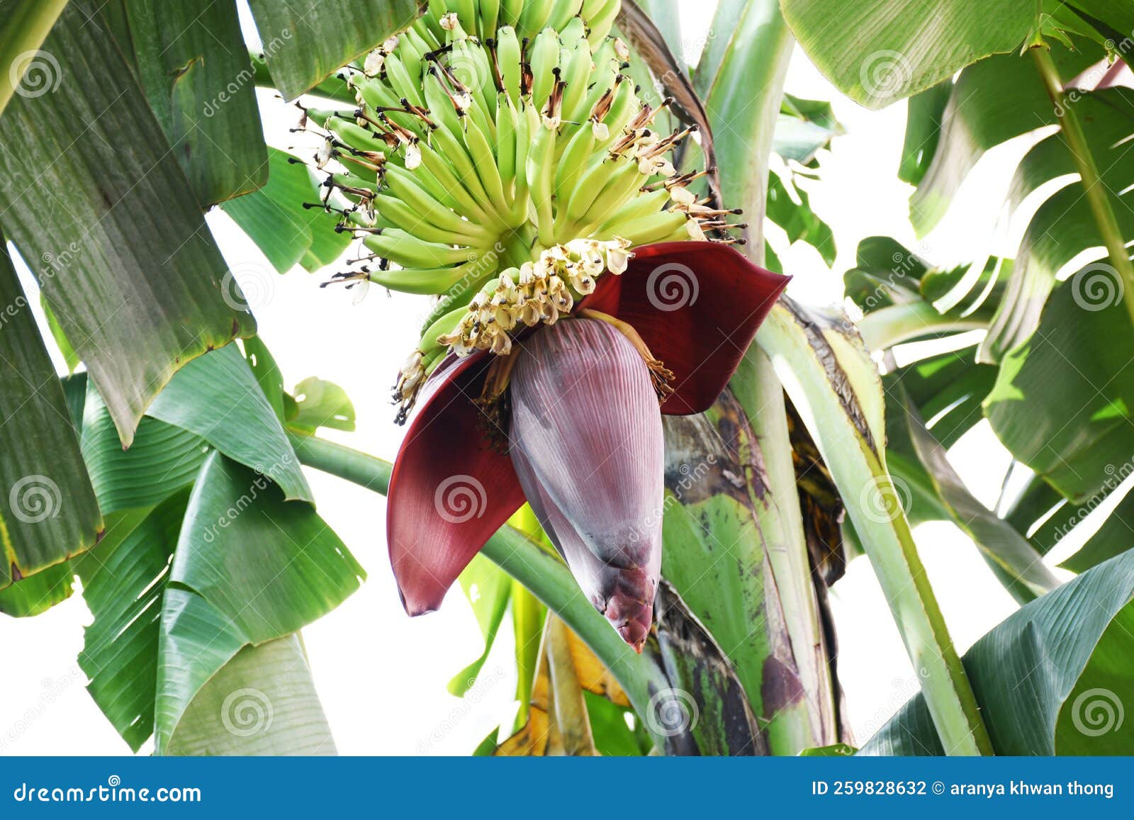 Banana Blossoms on a Tree in the Garden Stock Photo Image of gree
