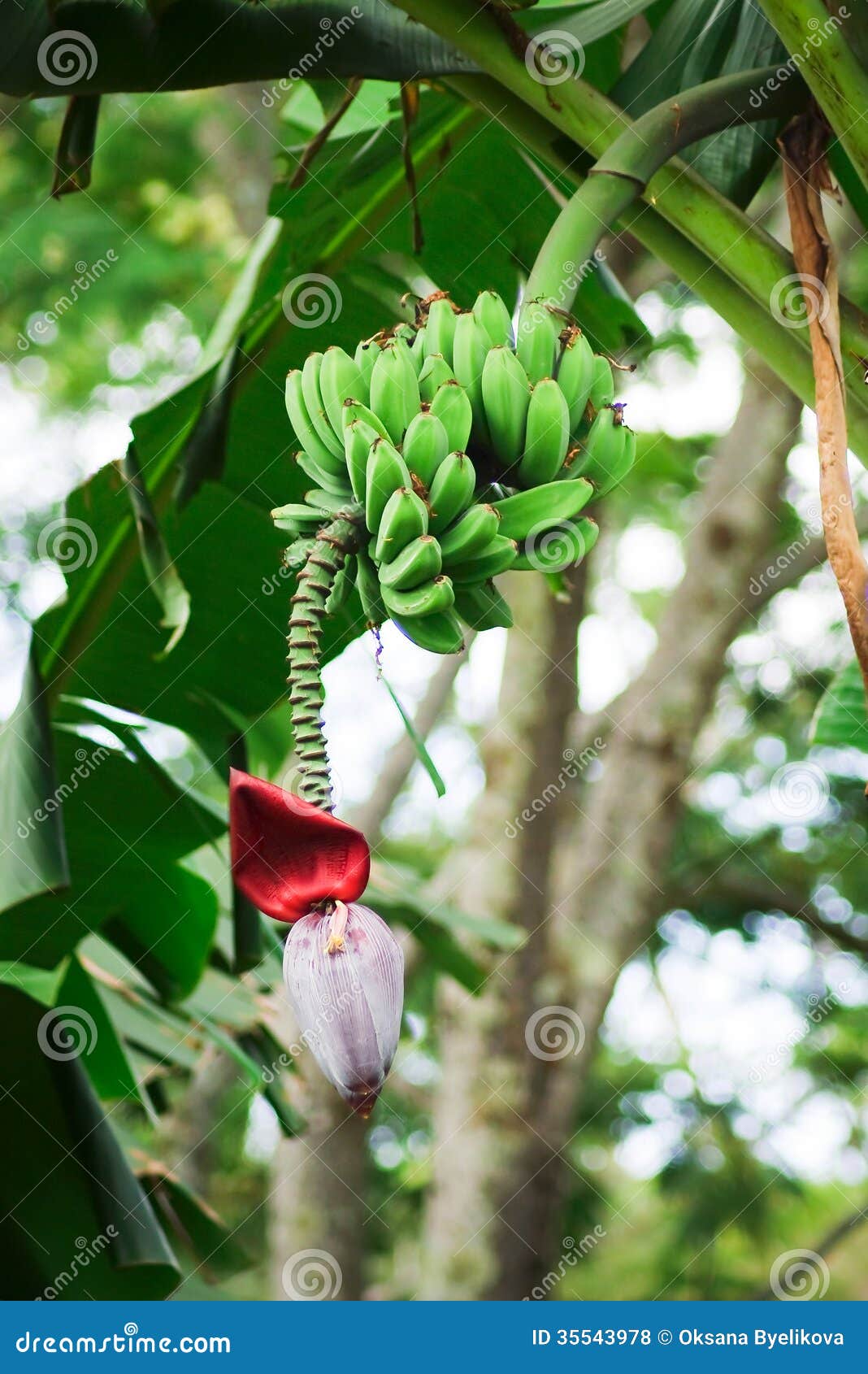 banana bunch (musa acuminata)