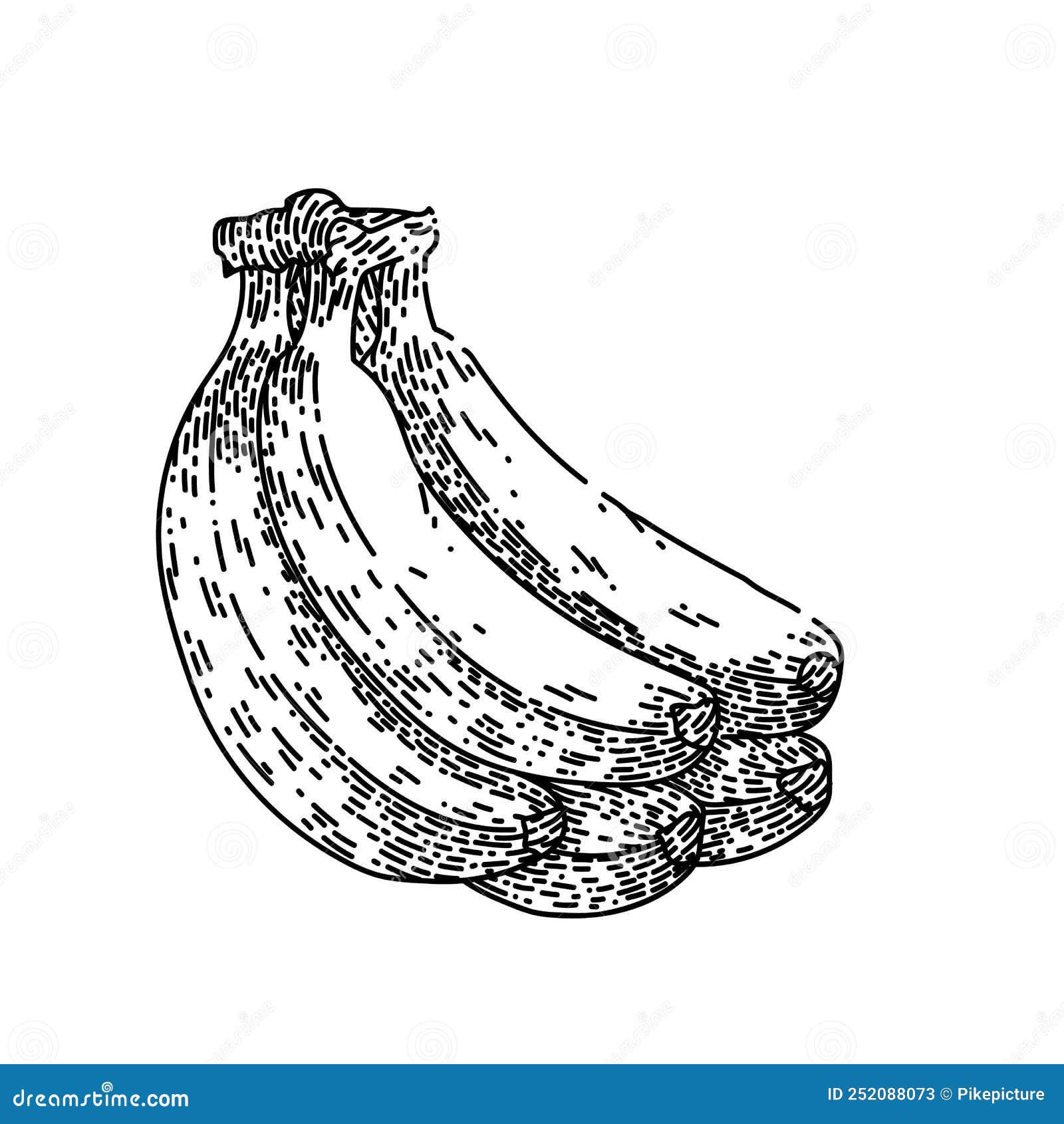 Banana Bunch Sketch Hand Drawn Vector Stock Vector - Illustration of ...