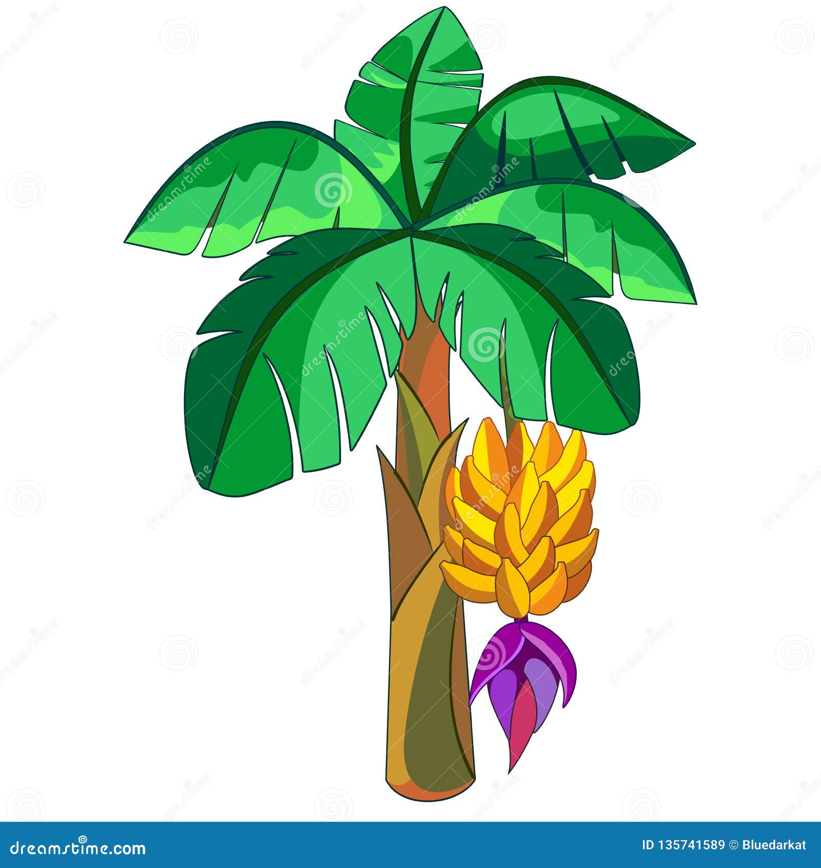 Banana Exotic Plant Vector Illustration Isolated on White Stock Vector