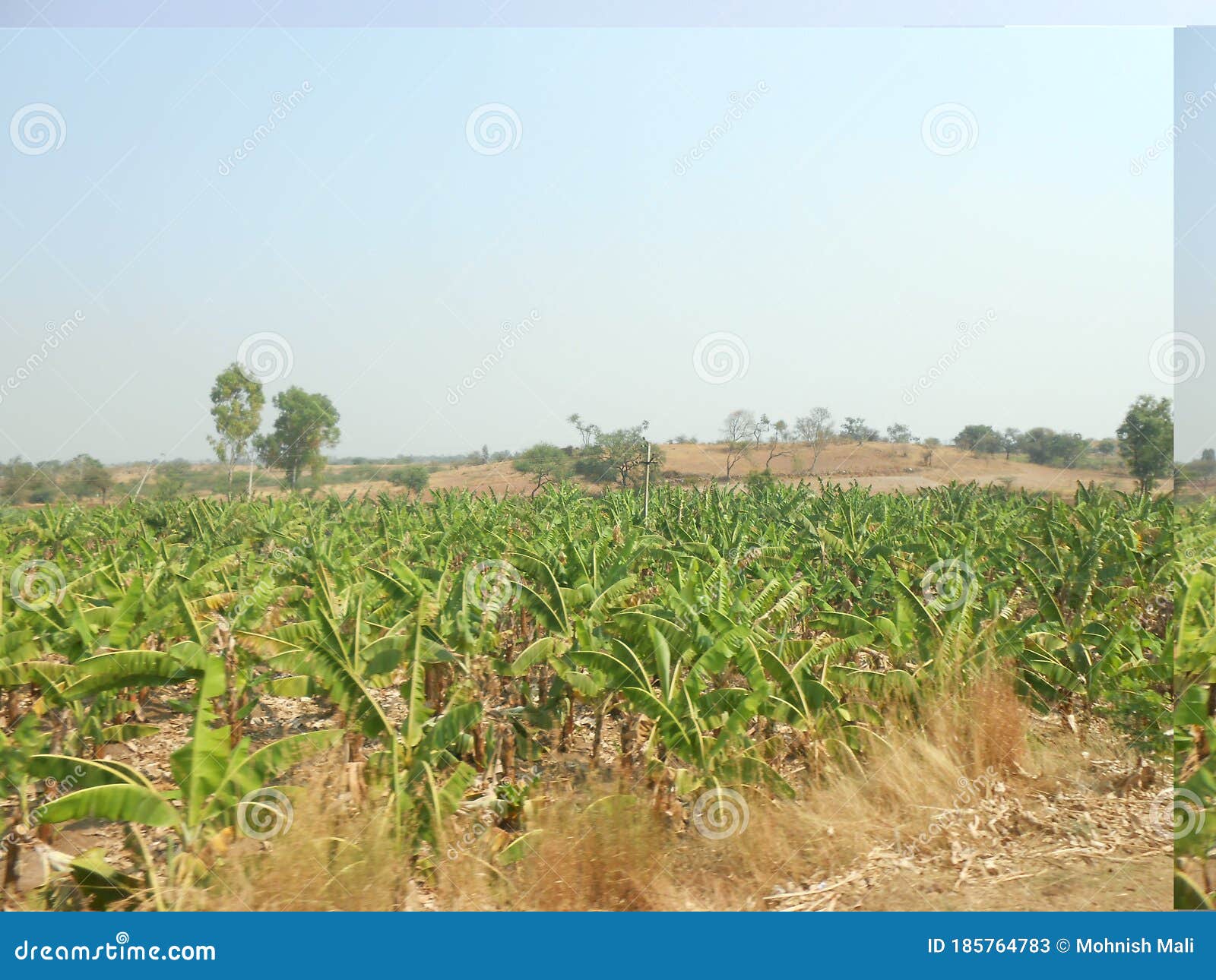 Banana Farms a Biggest Herb Stock Image Image of farms, loved 185764783