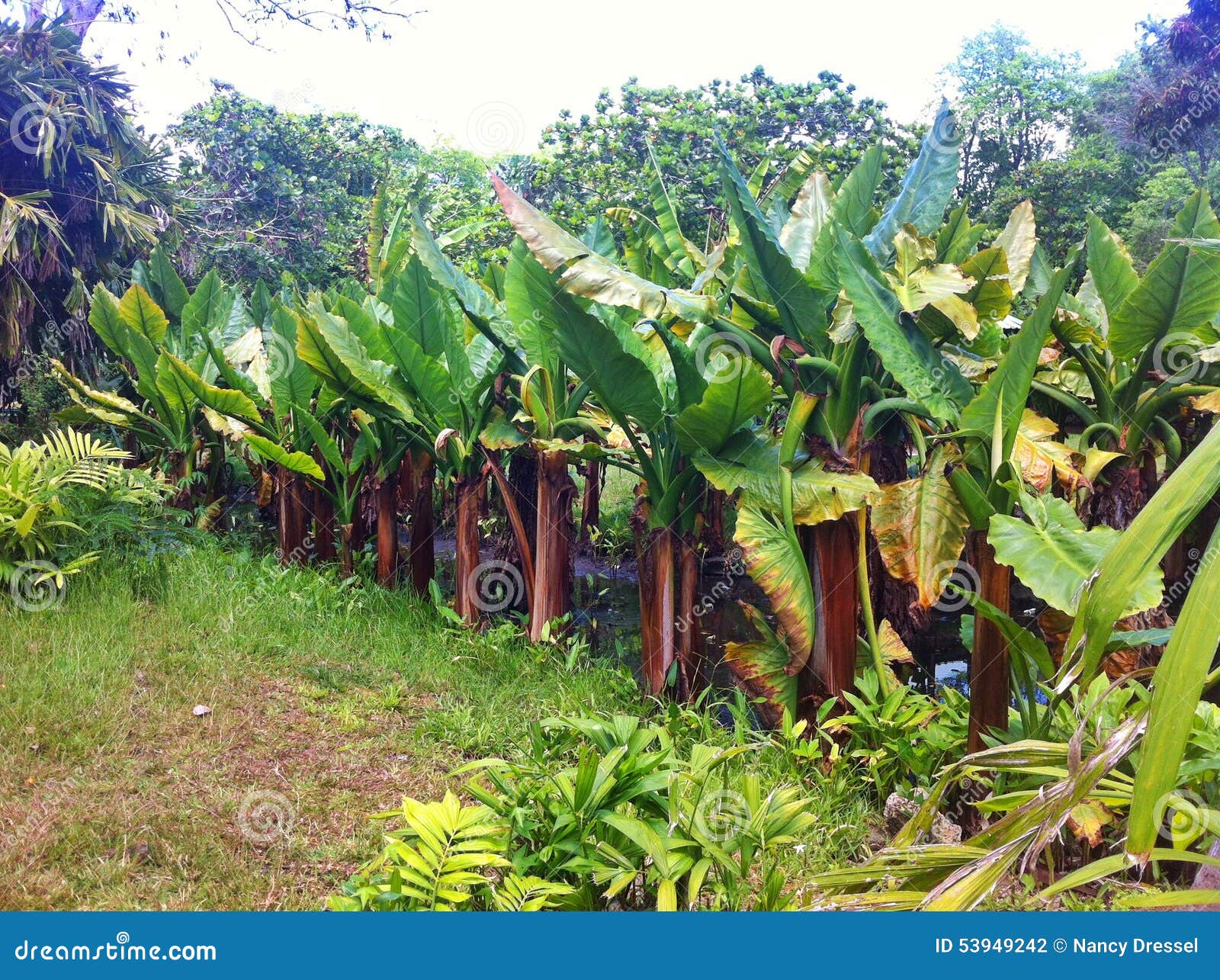 Banana Field of Mauritius Island Stock Photo - Image of bananas ...