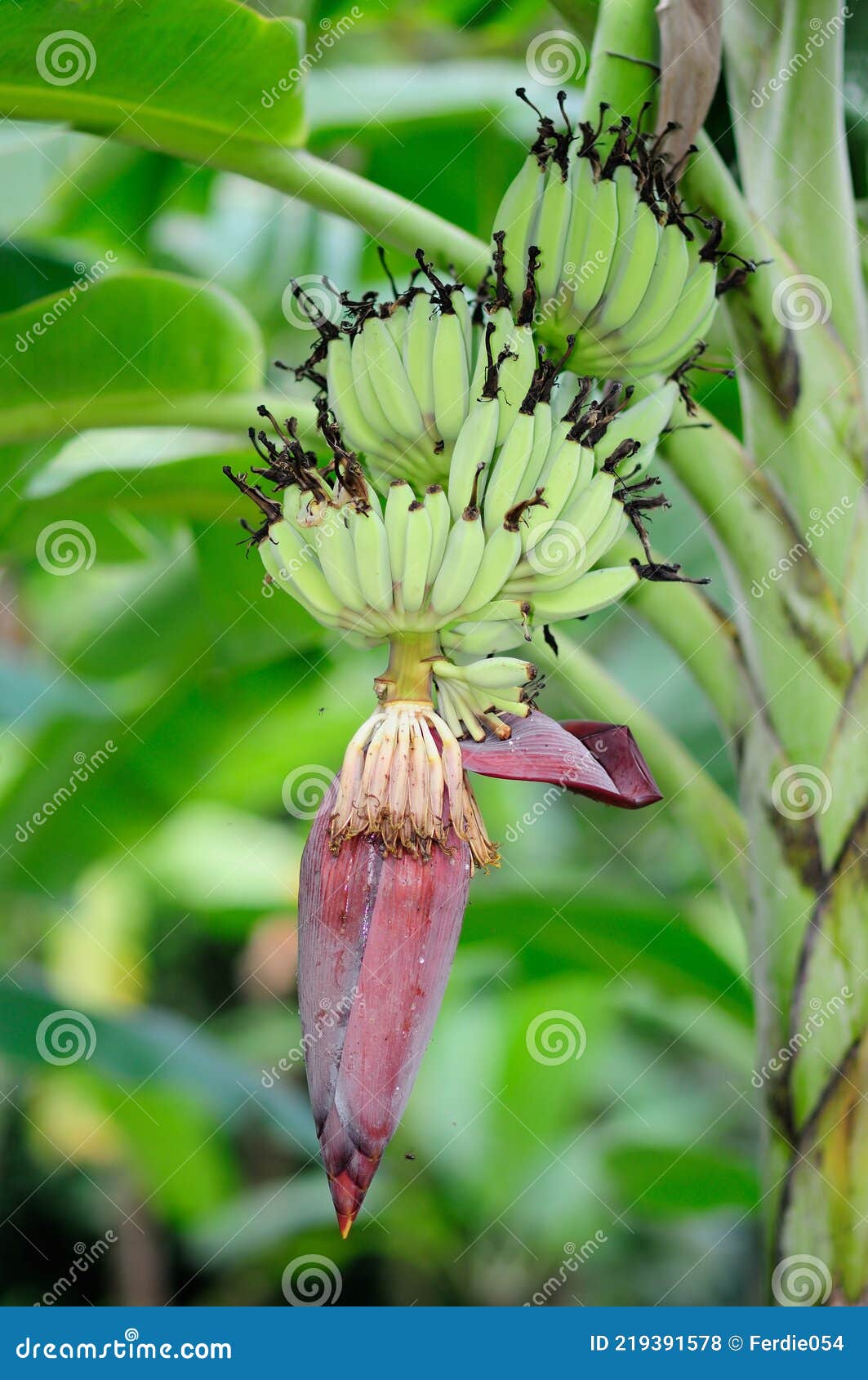 Banana Flower and Bananas on the Tree Stock Photo Image of green