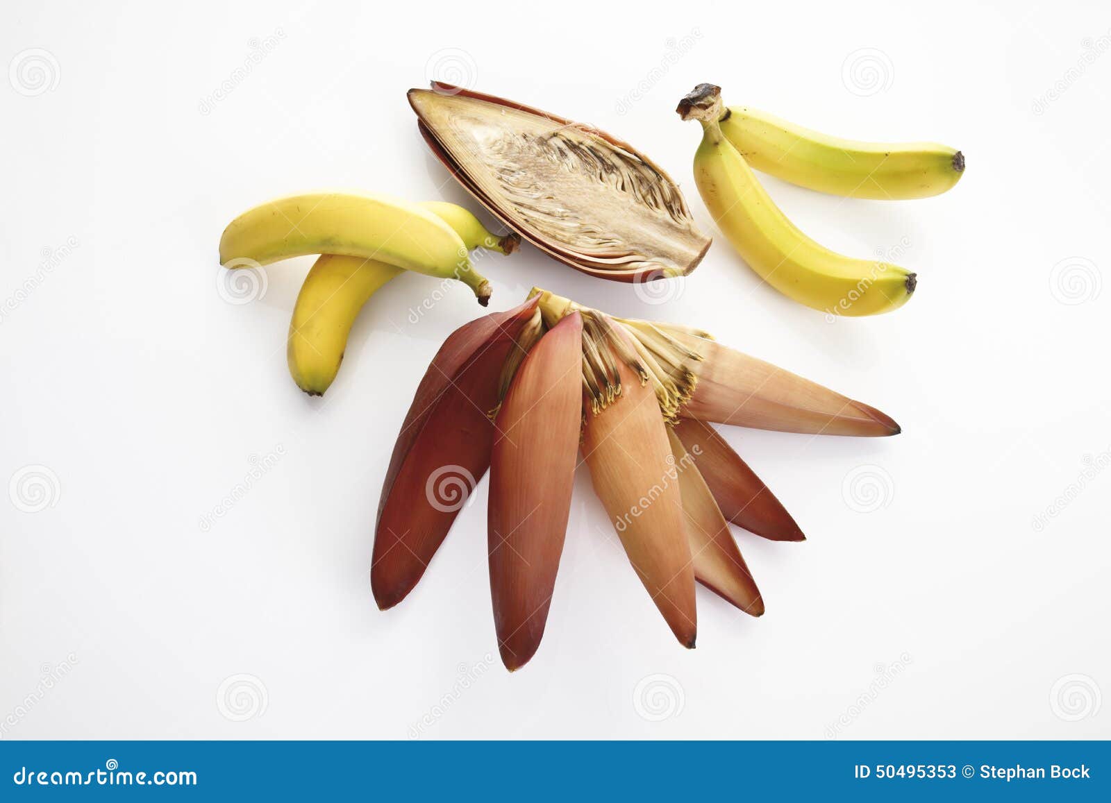 Banana flower and bananas stock image. Image of delicious 50495353