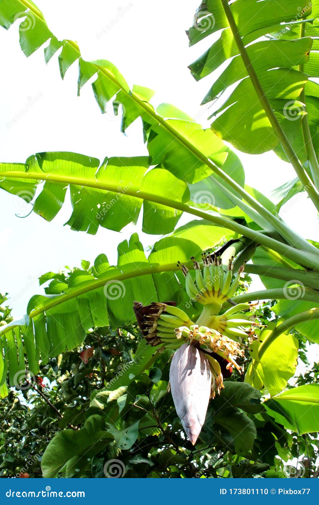 Banana Flower Blooming at Tree Stock Photo Image of bloom, banana