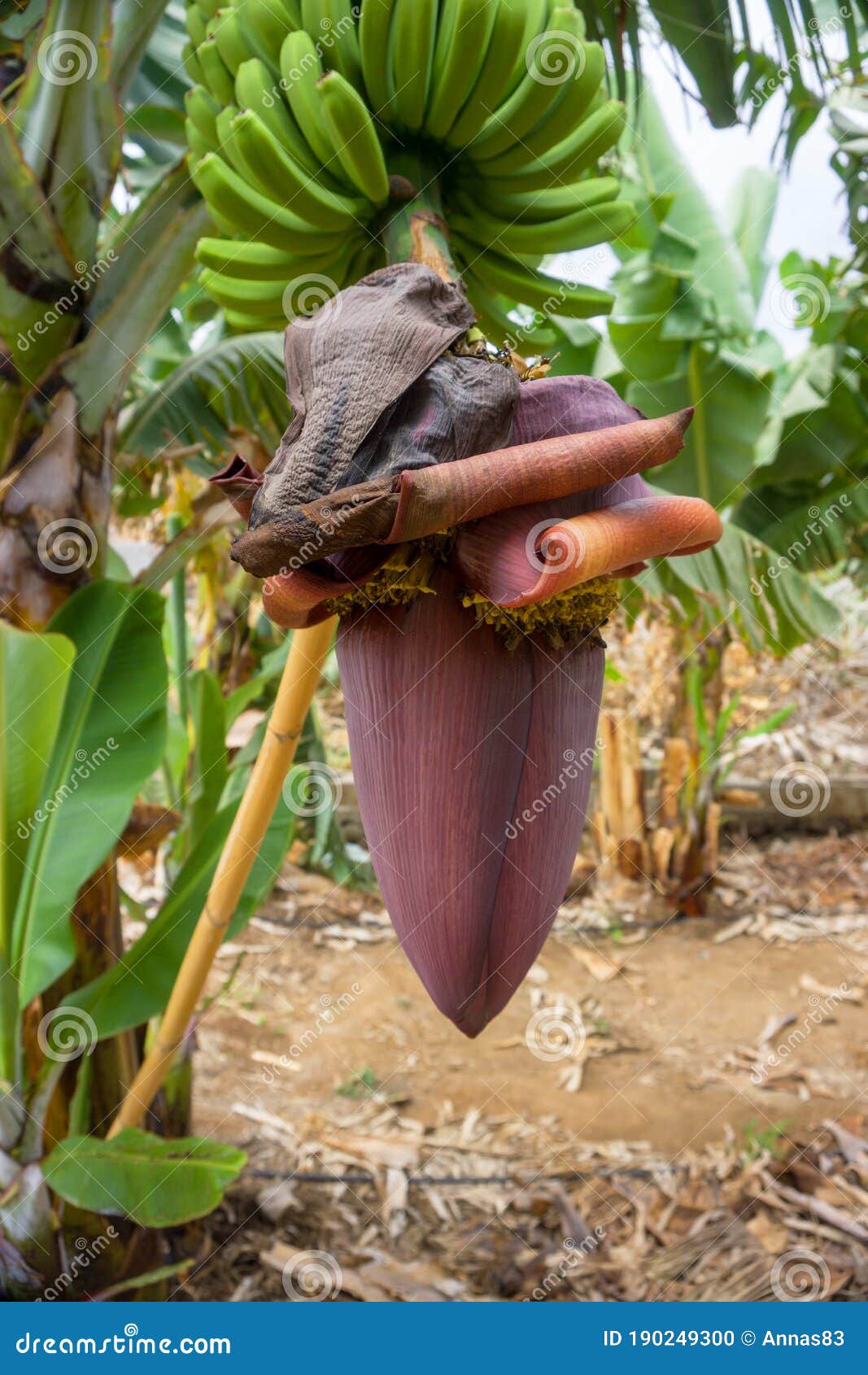 banana flower. banana blossom with a hand of bananas on a plant. banana plantation in san juan de la rambla, tenerife, canary isla