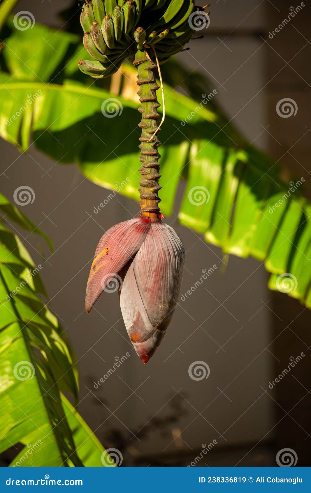 Banana Flower Bud Hanging from Tree, Leaves Open Stock Image Image of bananas, edible 238336819