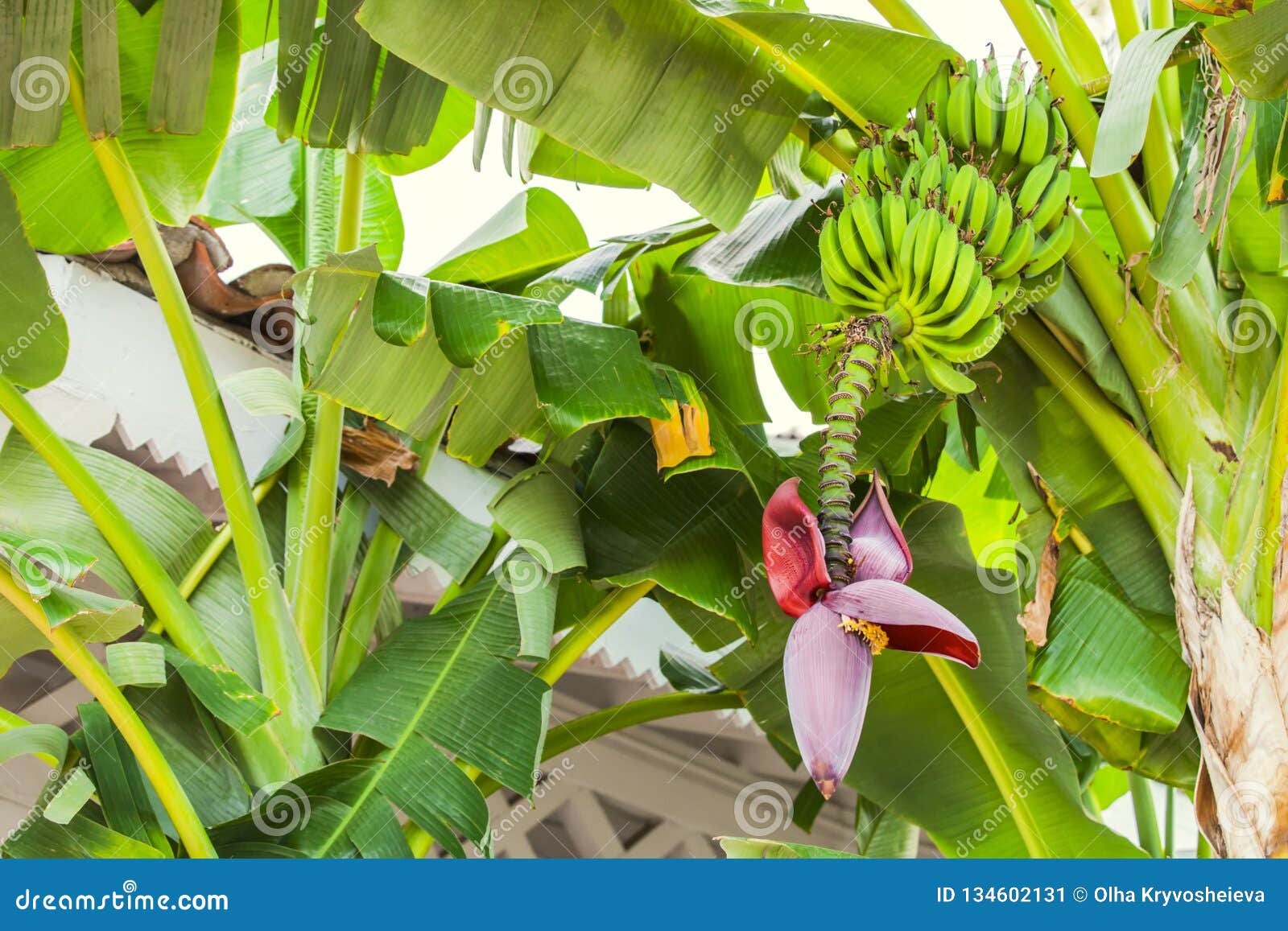 Banana Flower And Bunch Of Bananas Red Banana Blossom On A Banana Tree Banana Plant With Fruit And Flower Stock Image Image Of Hanging Green 134602131,10th Anniversary Gifts For Him