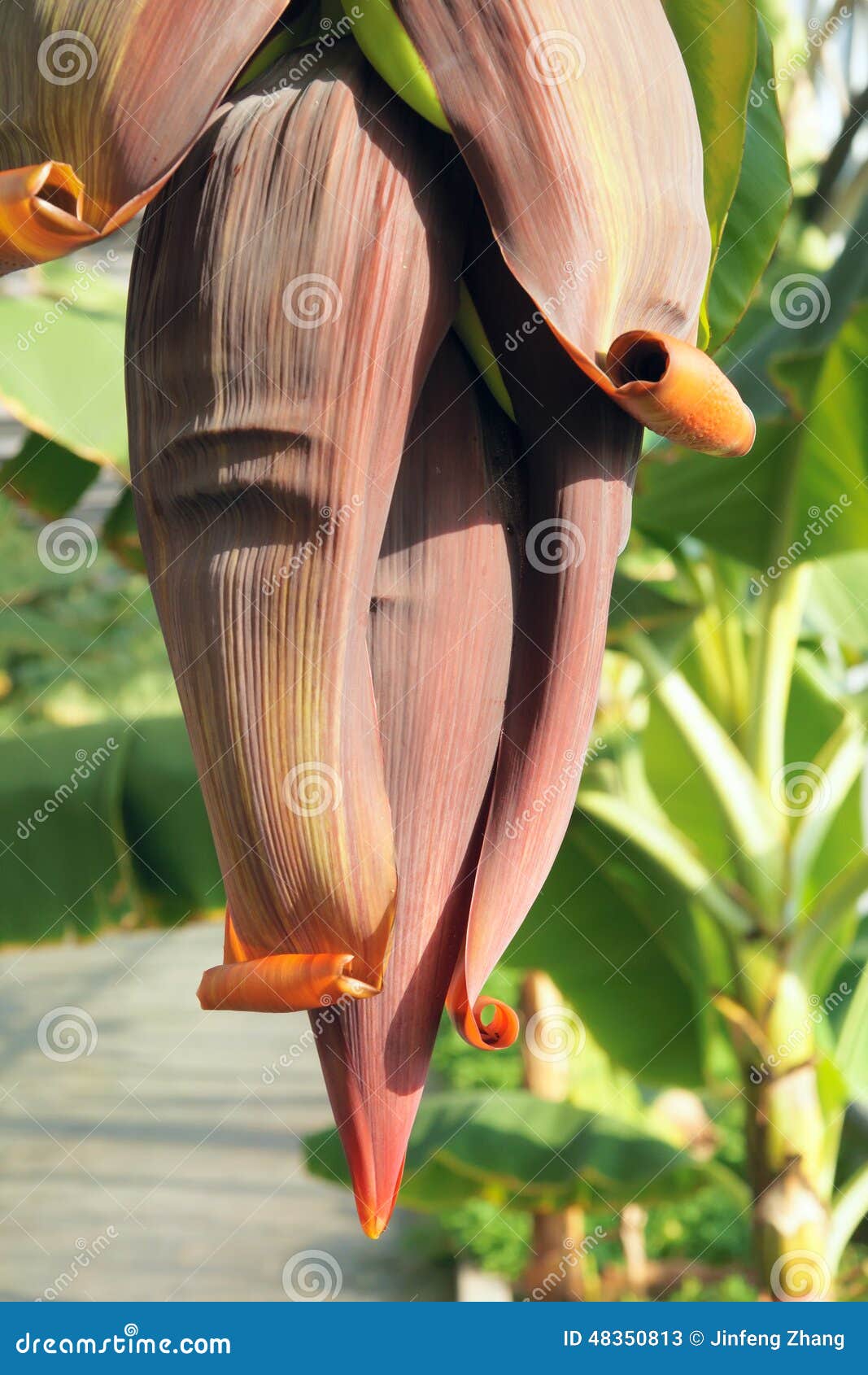 Banana flower stock image. Image of flower, blossom, closeup 48350813