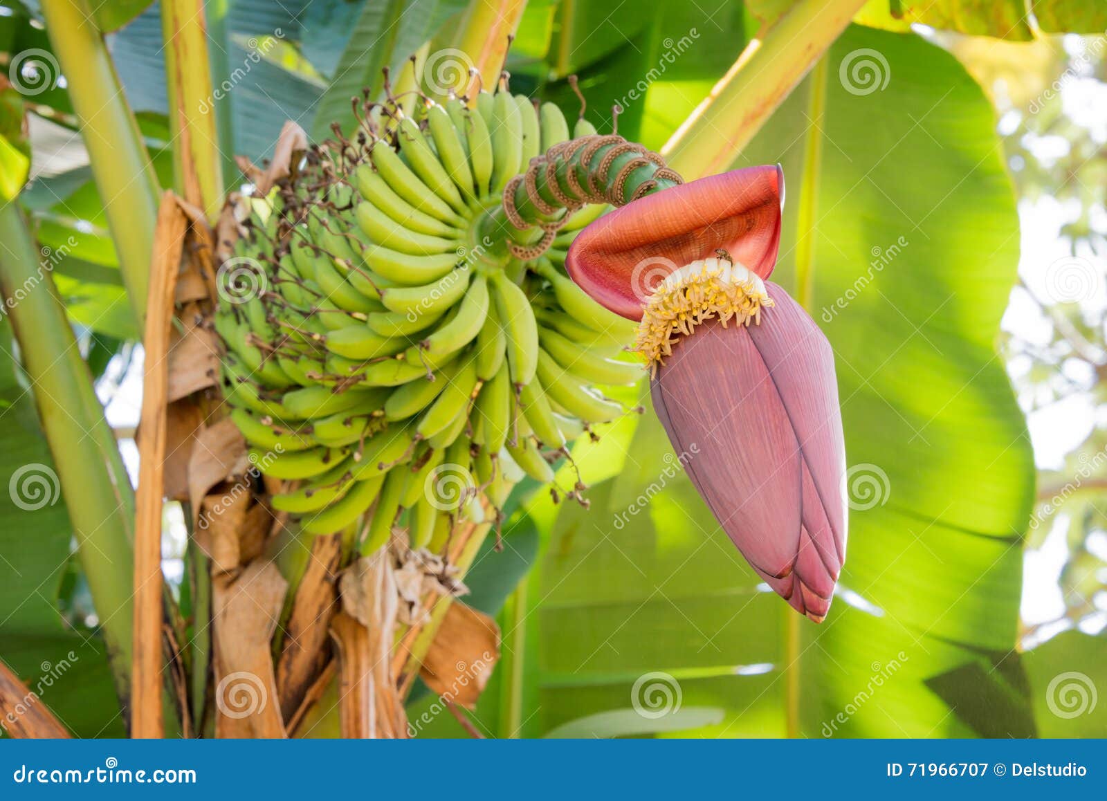 Banana flower with fruits stock image. Image of forest 71966707