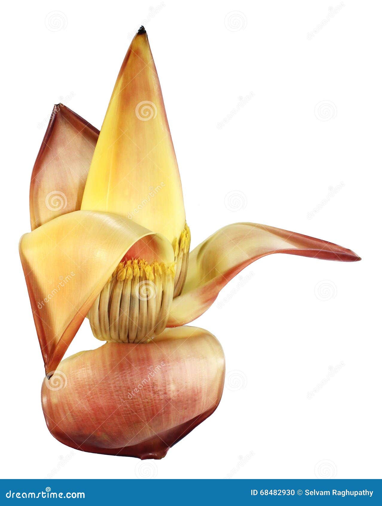 Banana flower stock photo. Image of plant, flora, tropical 68482930
