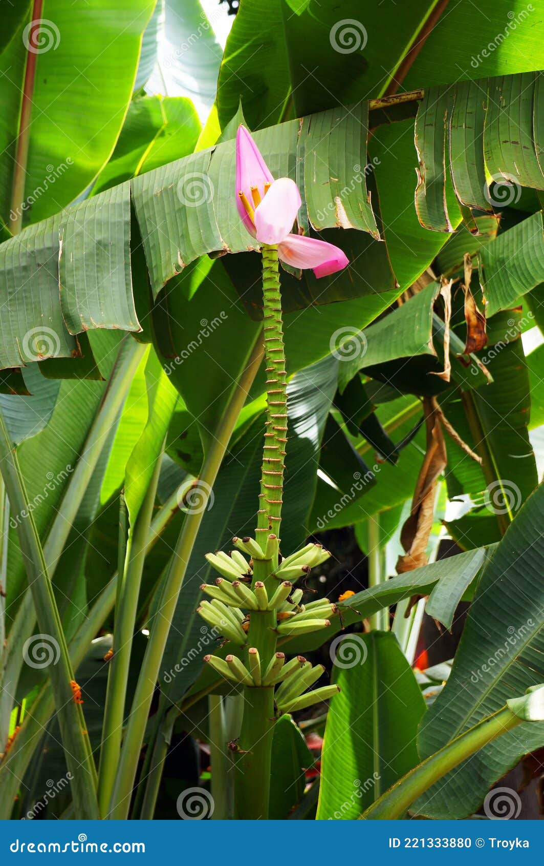 Banana Flower on Banana Plant Stock Photo Image of growth, jungle