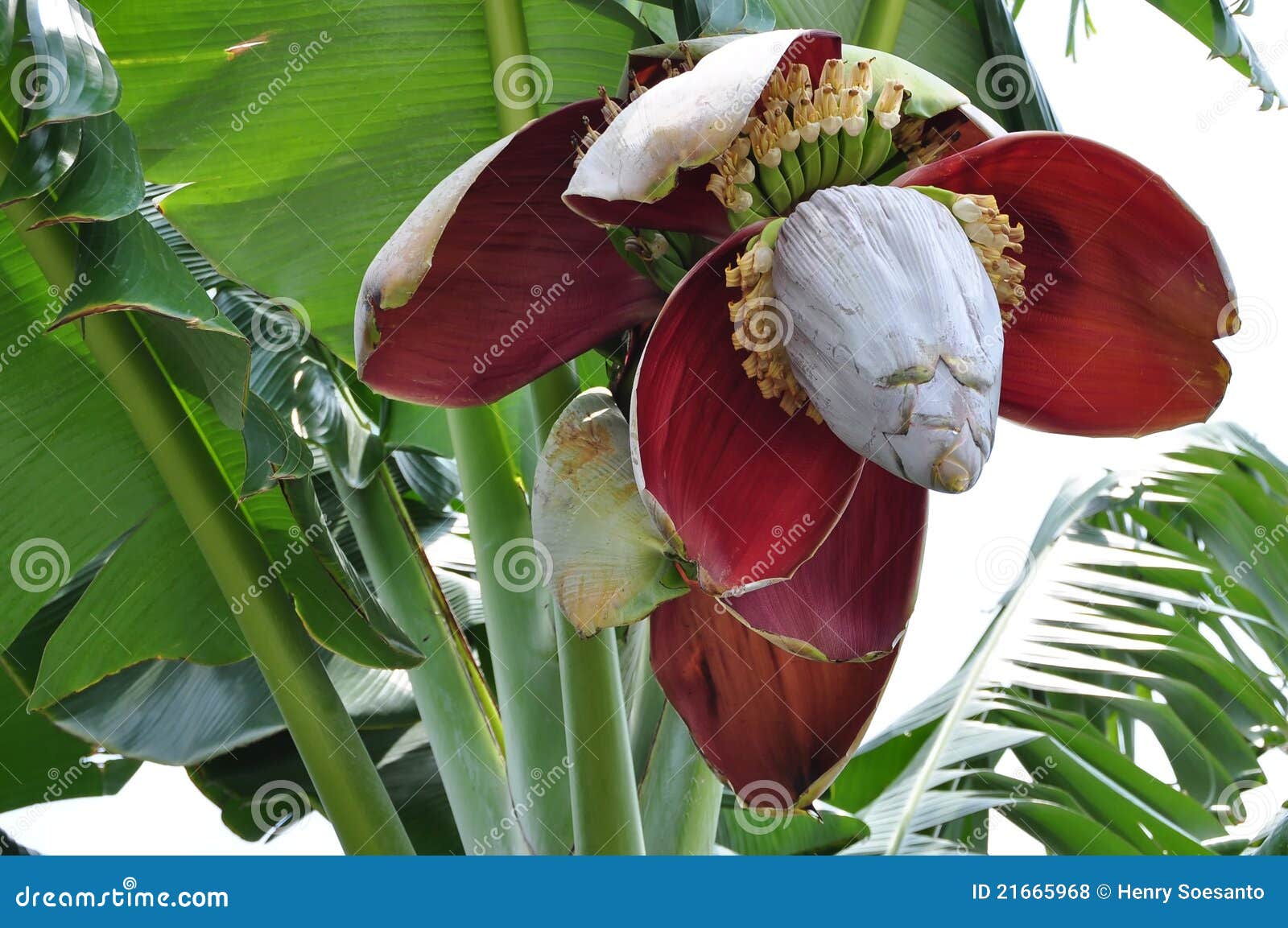 Banana Flower on the tree stock photo. Image of tropical 21665968