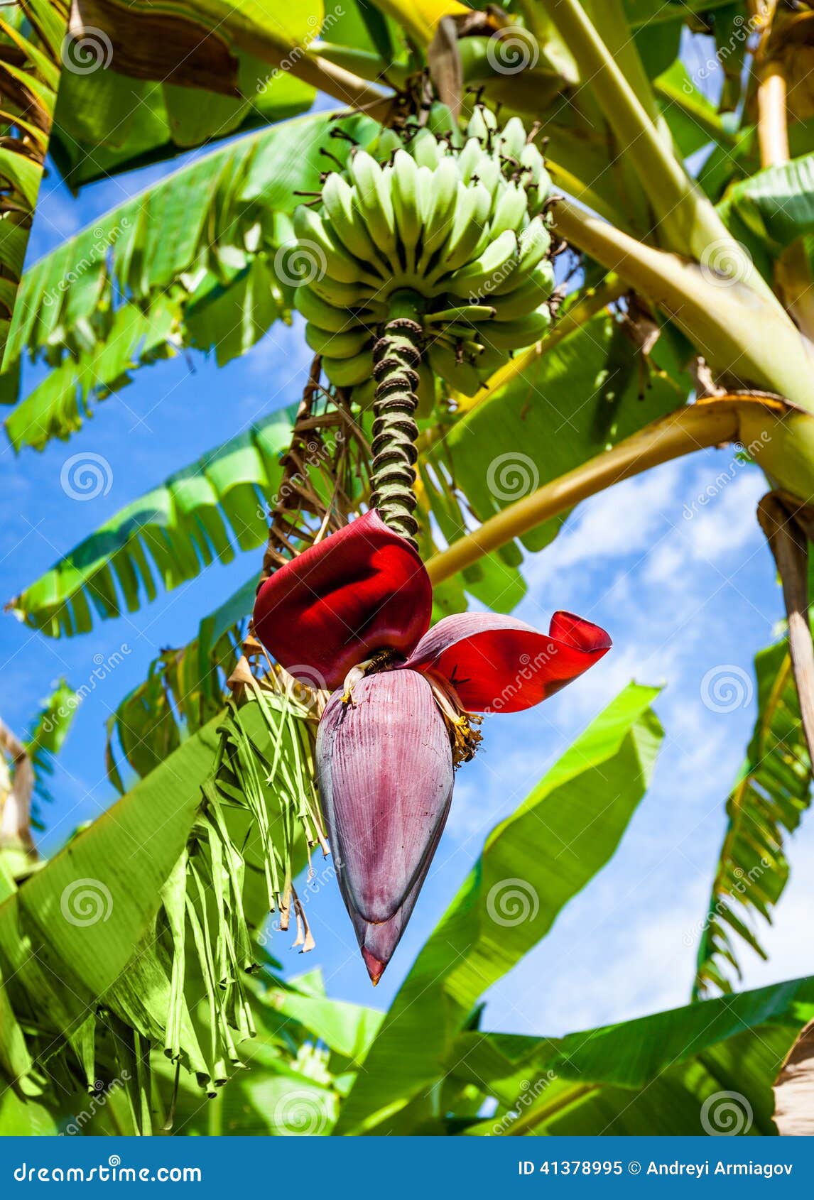 Banana flower stock image. Image of jungle, green, summer 41378995