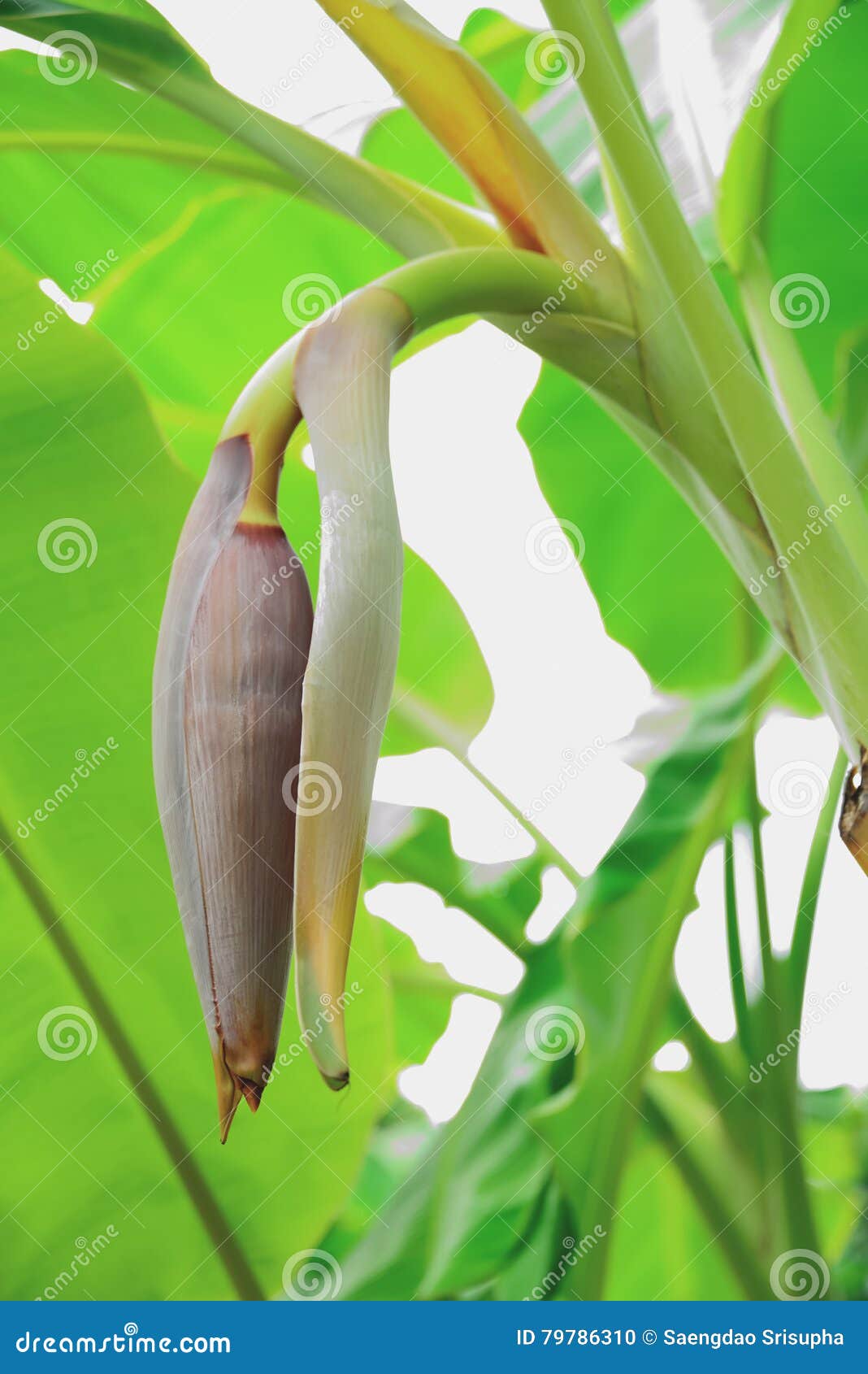 Banana flower stock photo. Image of agriculture, closeup 79786310