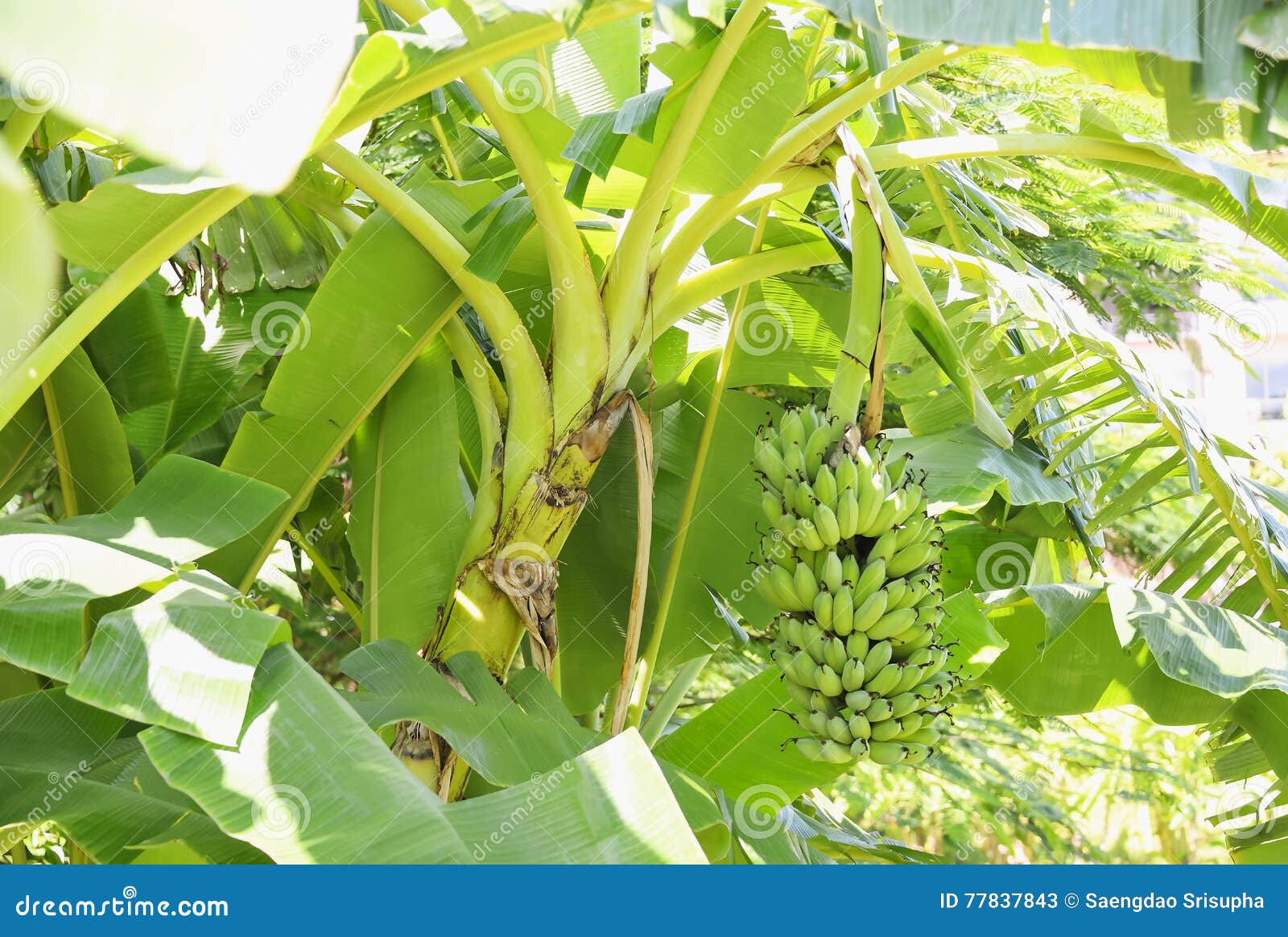 Banana stock image. Image of branch, closeup, madeira 77837843