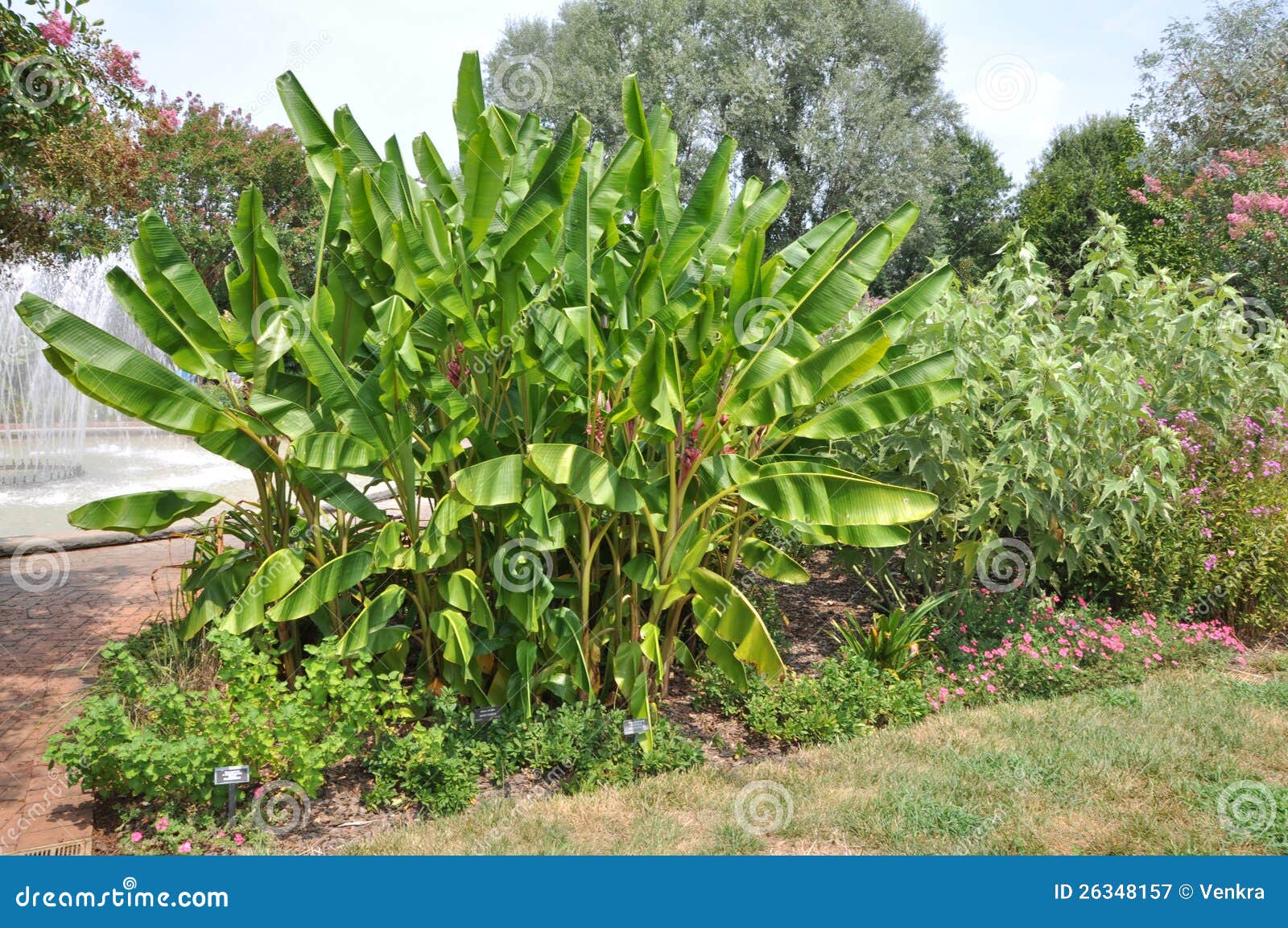 Banana garden stock image. Image of garden, gardens, park 26348157