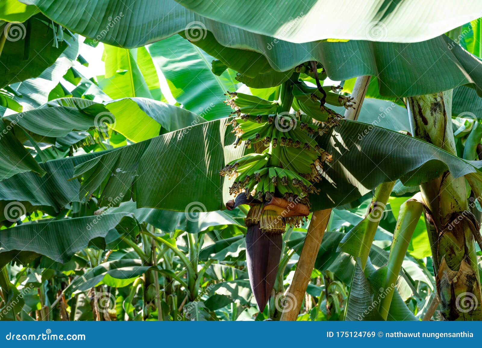 Banana Garden is Growing Up,Fresh Banana is Growing Up,Banana Garden