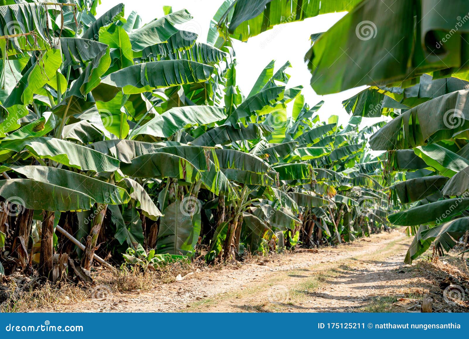 Banana Garden is Growing Up,Fresh Banana is Growing Up,Banana Garden