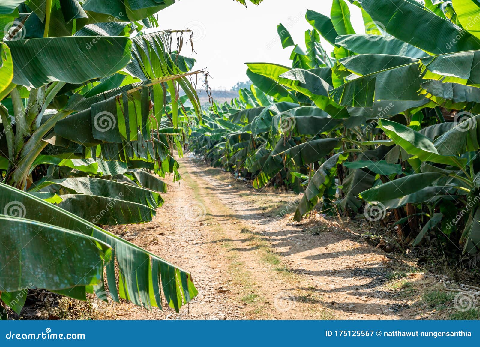 Banana Garden is Growing Up,Fresh Banana is Growing Up,Banana Garden