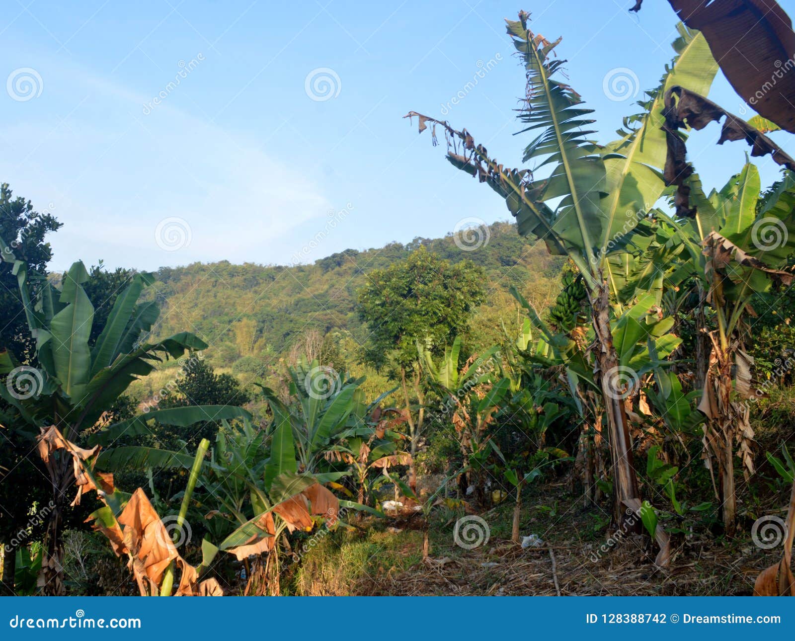 Banana Garden stock photo. Image of garden, morning 128388742