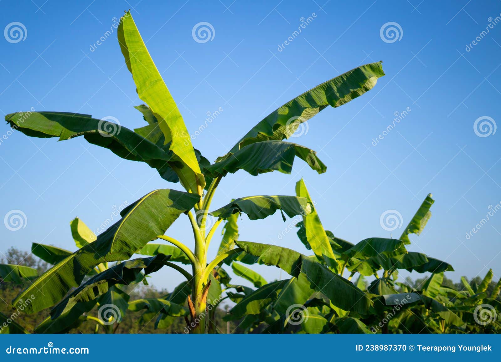 Banana Garden in the Morning Under the Bright Sunlight Stock Photo