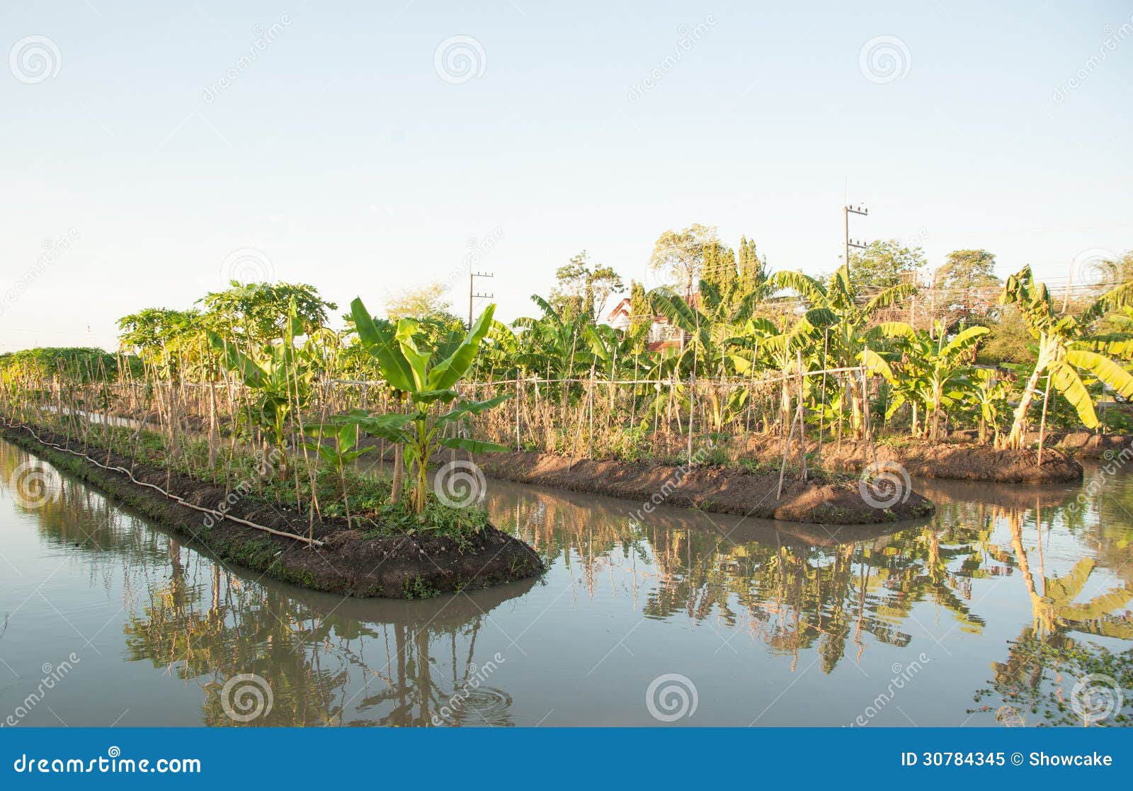 Banana garden stock image. Image of flora, tree, climate 30784345