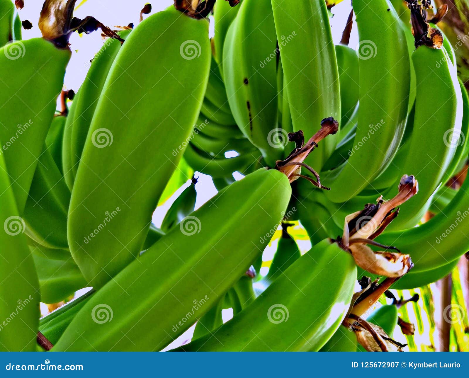 Banana stock image. Image of strong, banana, phosphorus 125672907