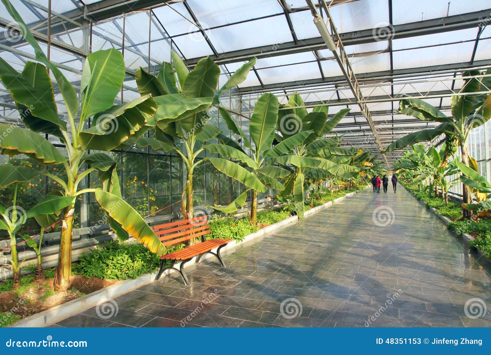Banana greenhouse stock image. Image of path, bench, glass 48351153