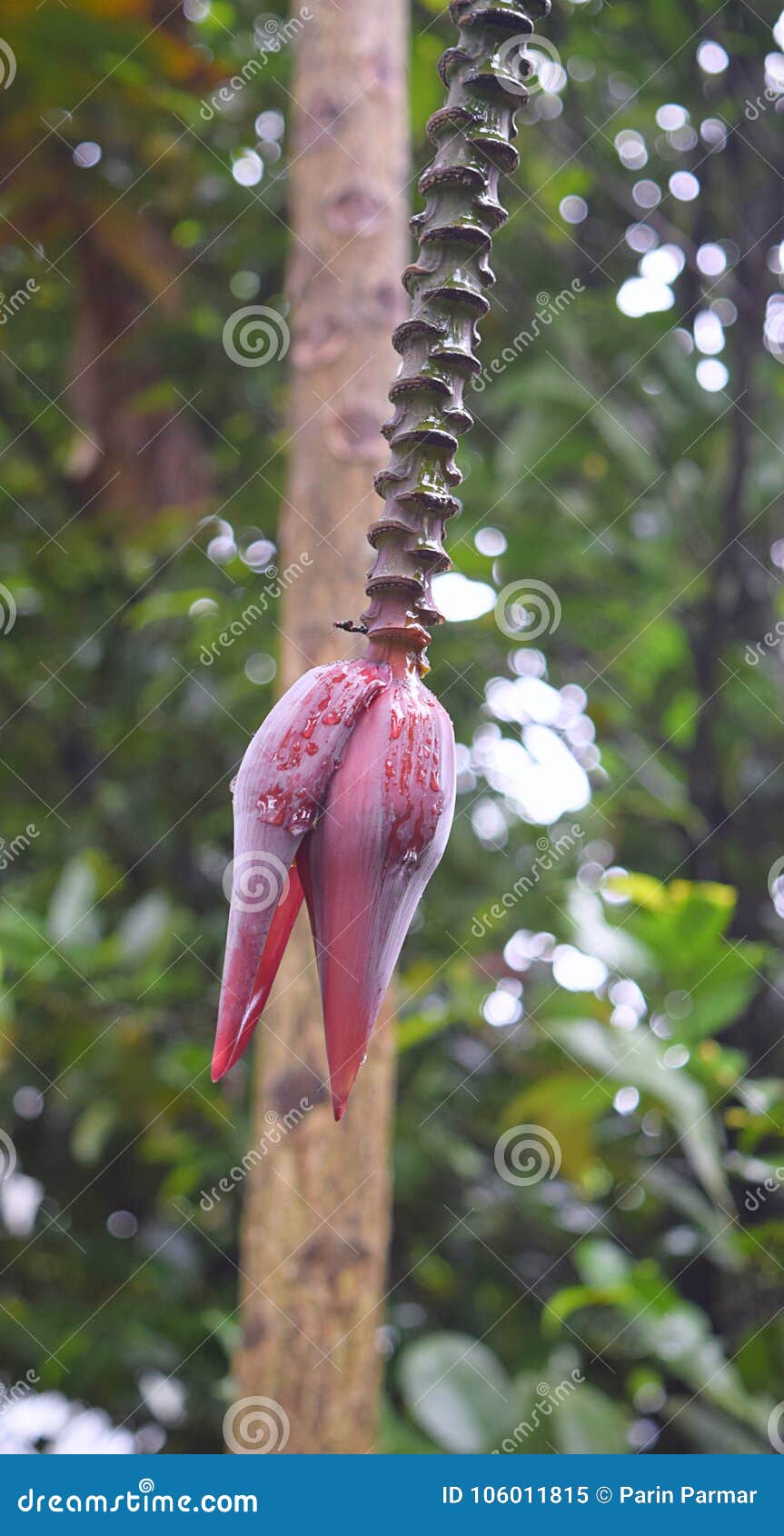 banana heart - flower of banana tree - musa acuminata