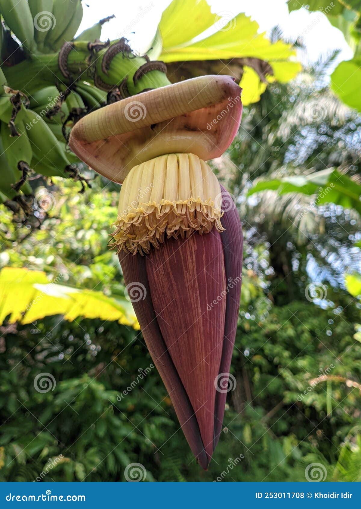 Banana Heart Still Hanging on the Banana Tree. Stock Photo Image of