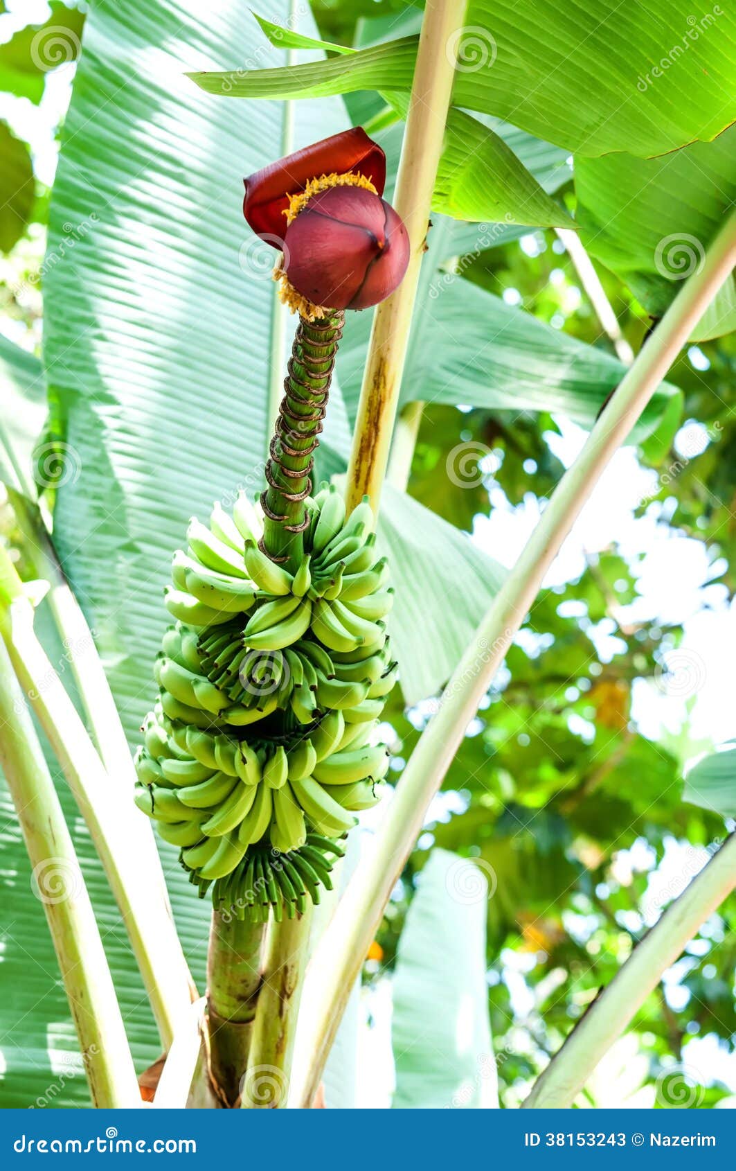 Banana inflorescence stock image. Image of freshness 38153243