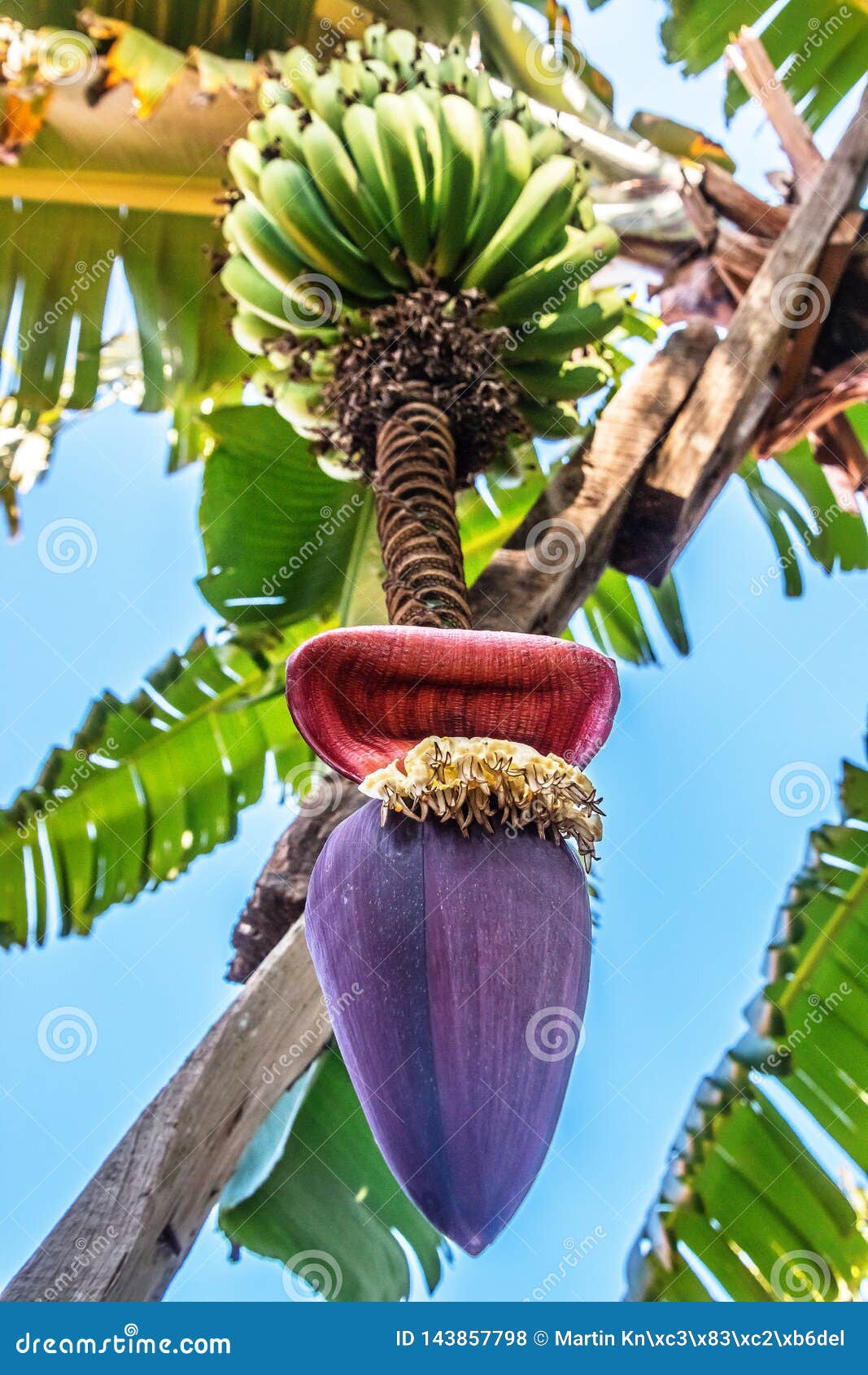 Banana Inflorescence Hanging on a Tree Stock Photo Image of leaf