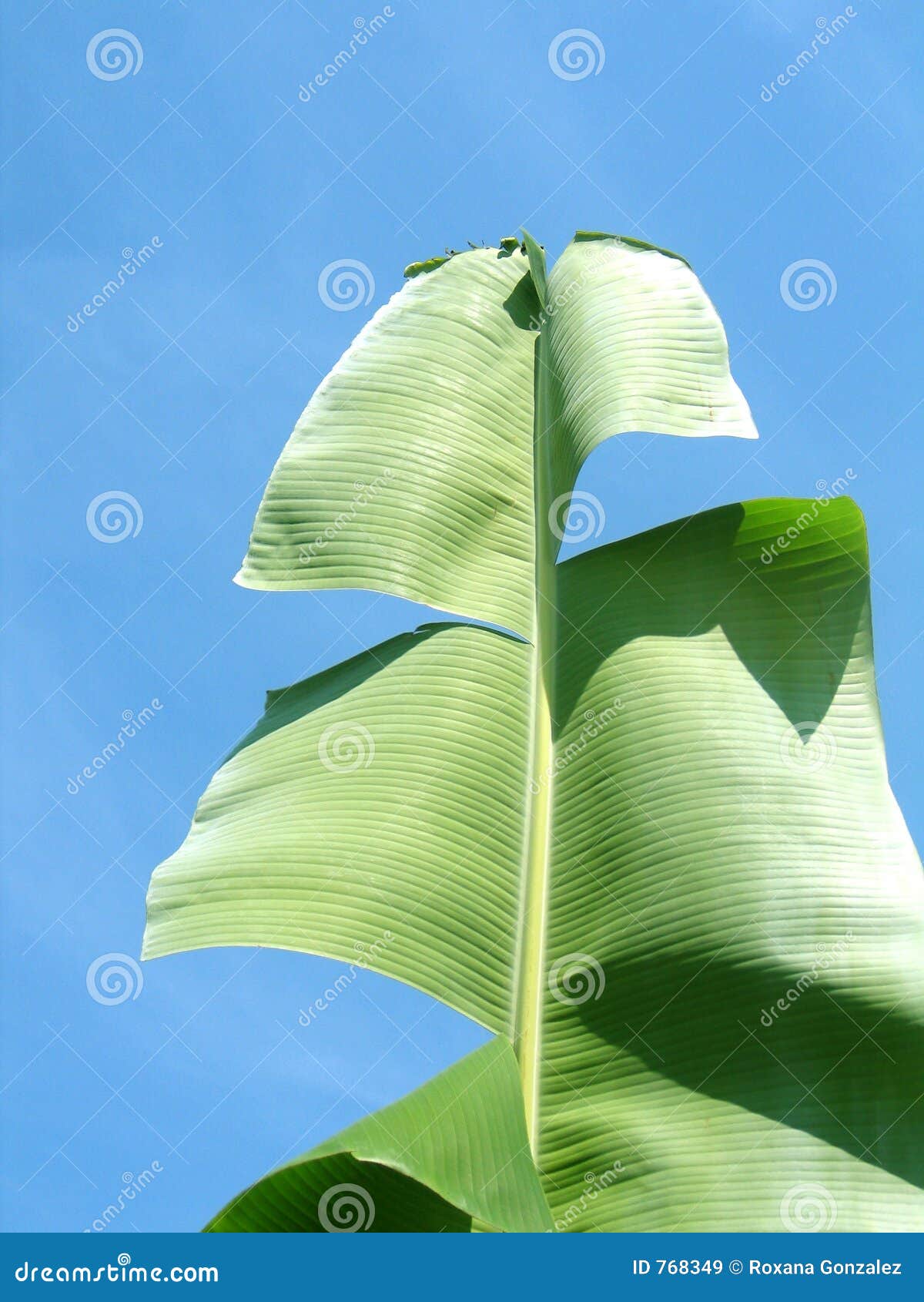 banana leaf against sky
