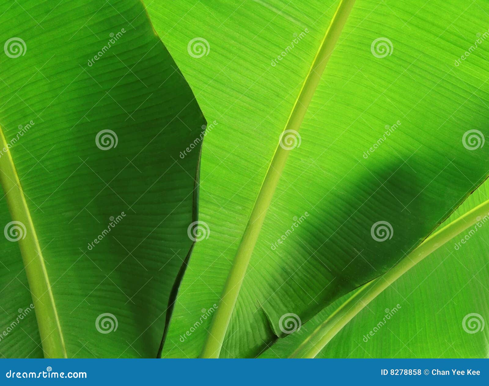 banana leaf close-up